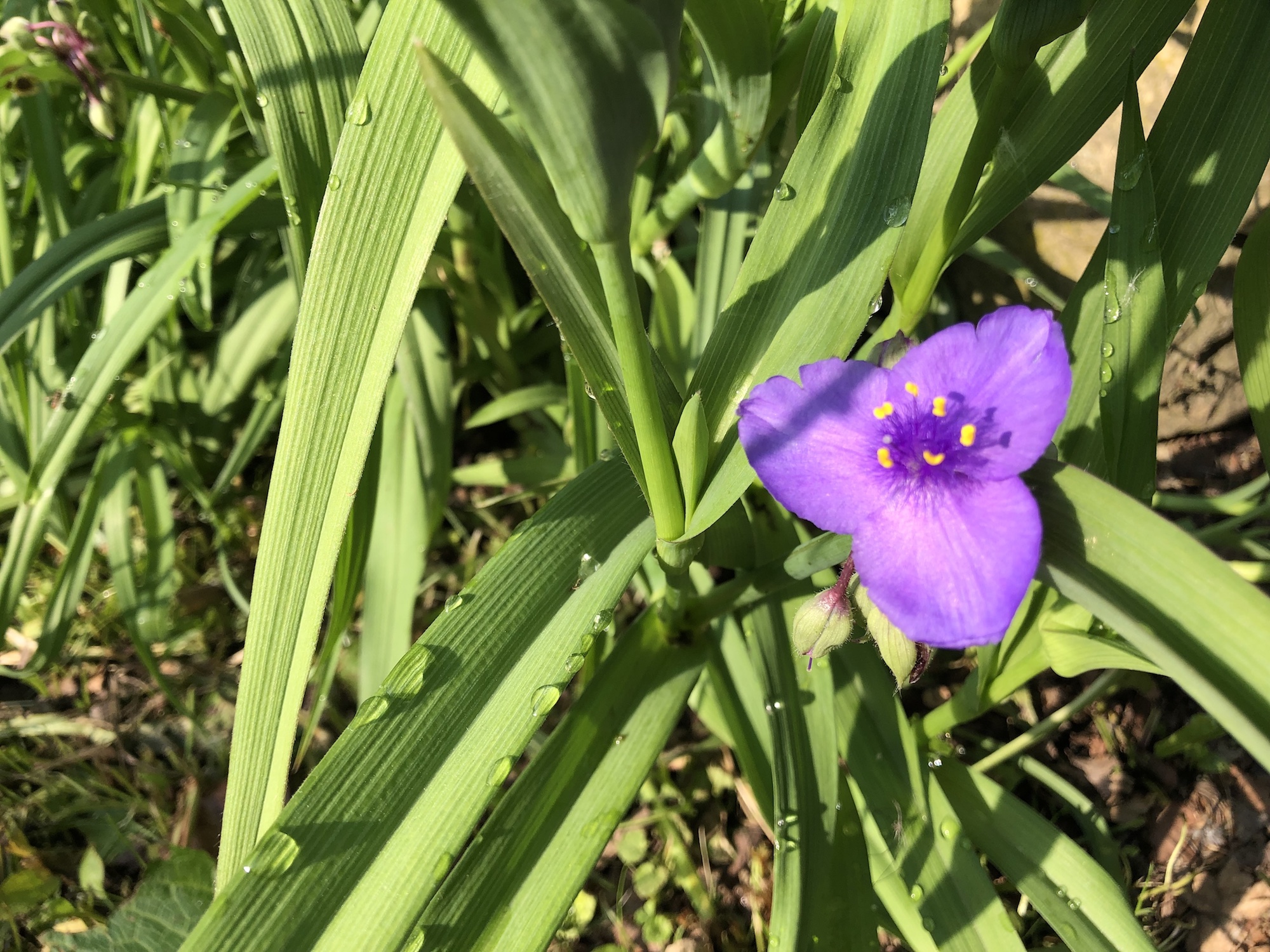 Spiderwort along stone walls and steps of Duck Pond in Madison, Wisconsin on June 6, 2019.