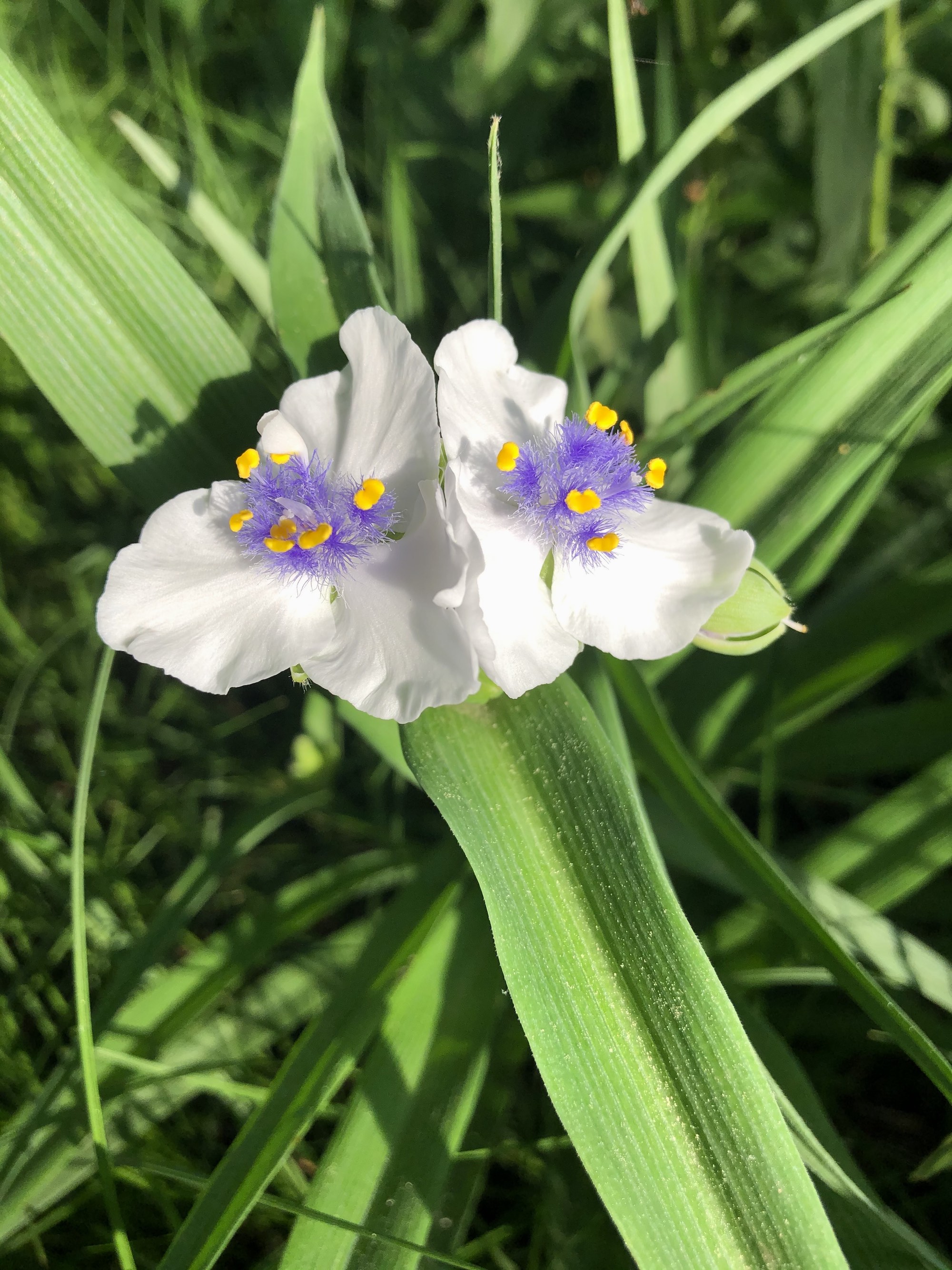 White Spiderwort (Tradescantia ohiensis alba) in Thoreau Rain Garden on June 6, 2020.