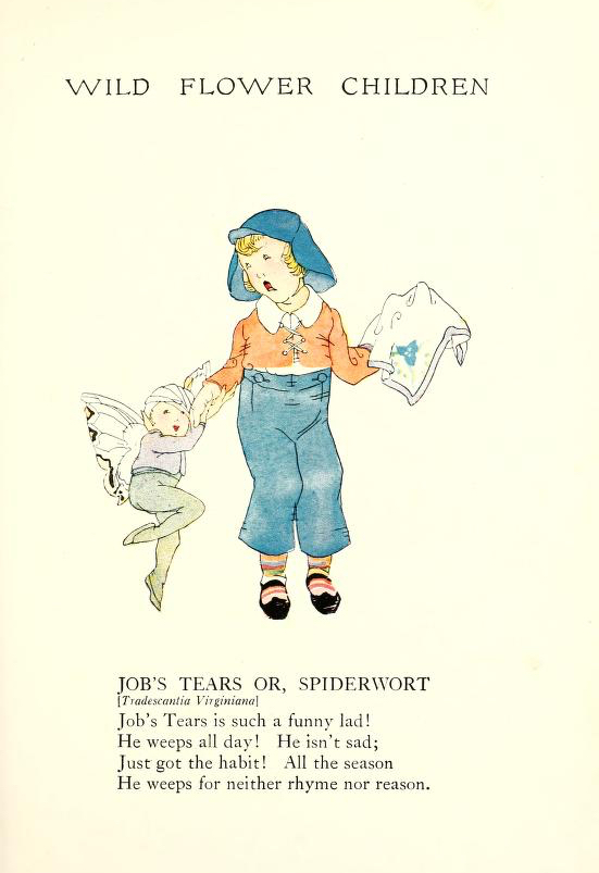 1918 Spiderwort Wild Flower Children by Elizabeth Gordon with illustration by Janet Laura Scott.