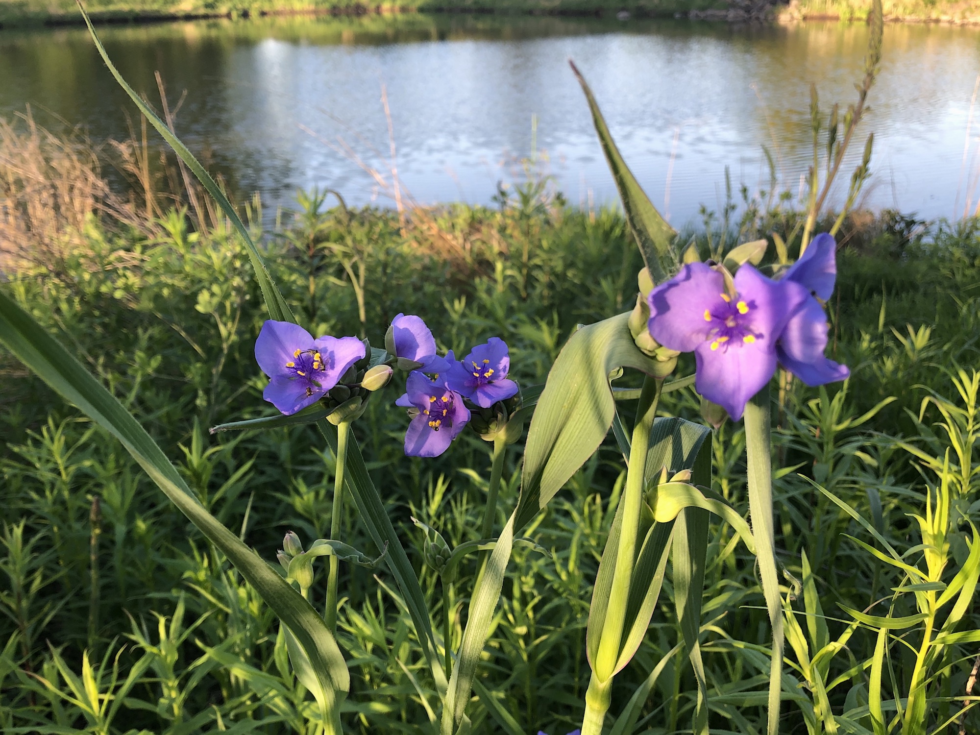 Spiderwort blooming on the bank of the retaining pond on June 2, 2020.