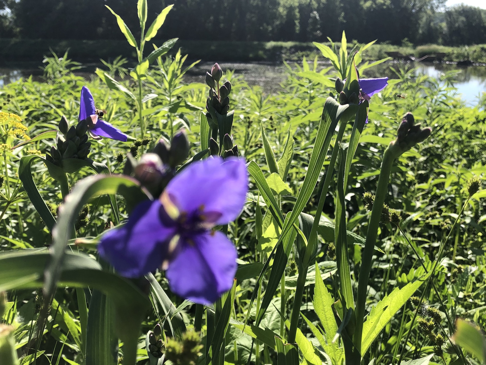 Spiderwort on bank of retaining pond in Madison, Wisconsin on June 8, 2019.