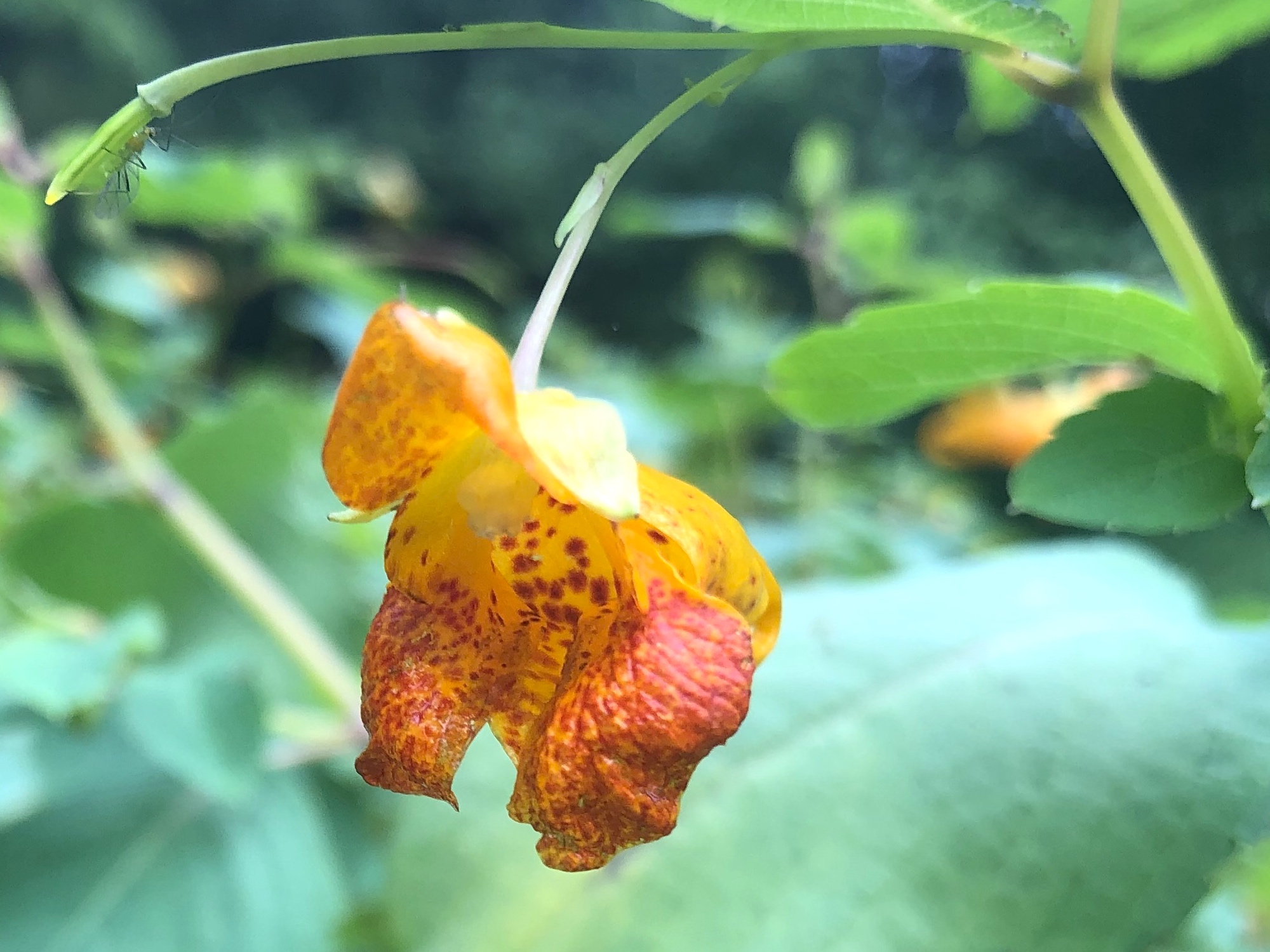 Spotted Jewelweed in Nakoma Park on August 11, 2019.
