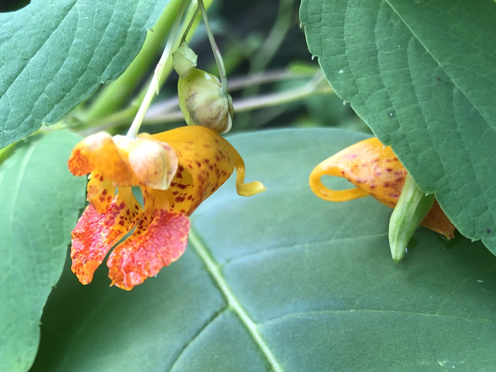 Spotted Jewelweed in Nakoma Park on August 18, 2019.