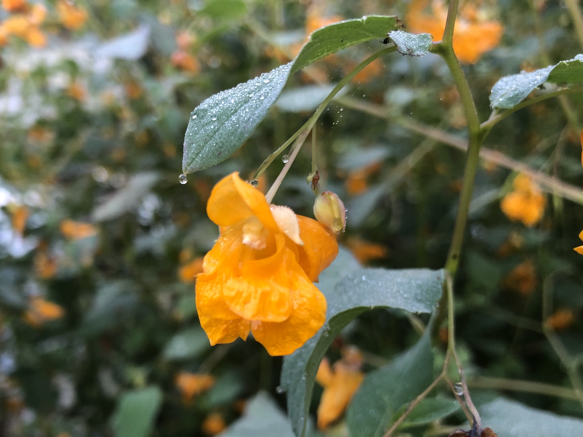 Spotted Jewelweed on shore of Duck Pond on August 23, 2019.