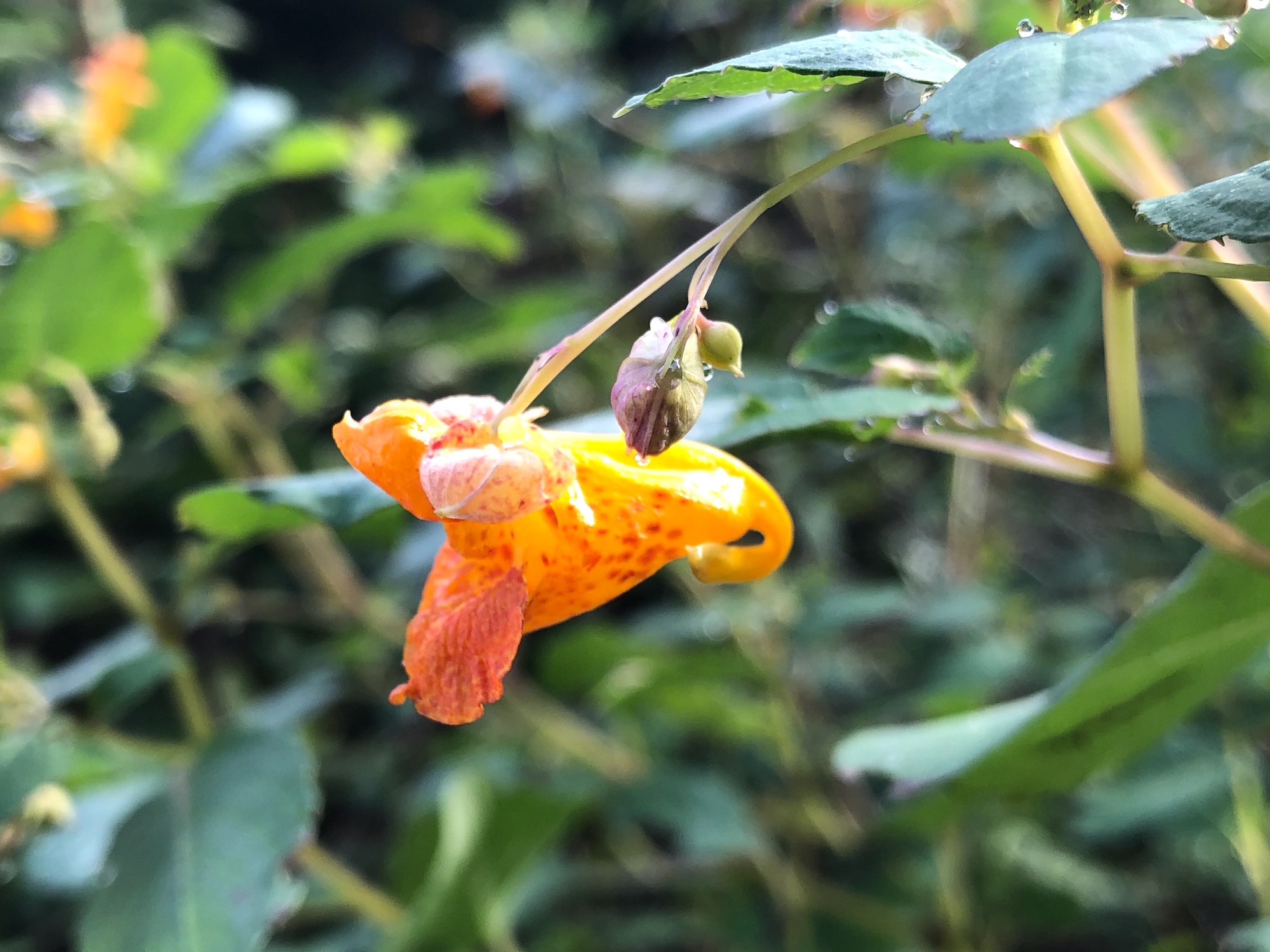 Spotted Jewelweed on shore of Duck Pond on September 1, 2019.