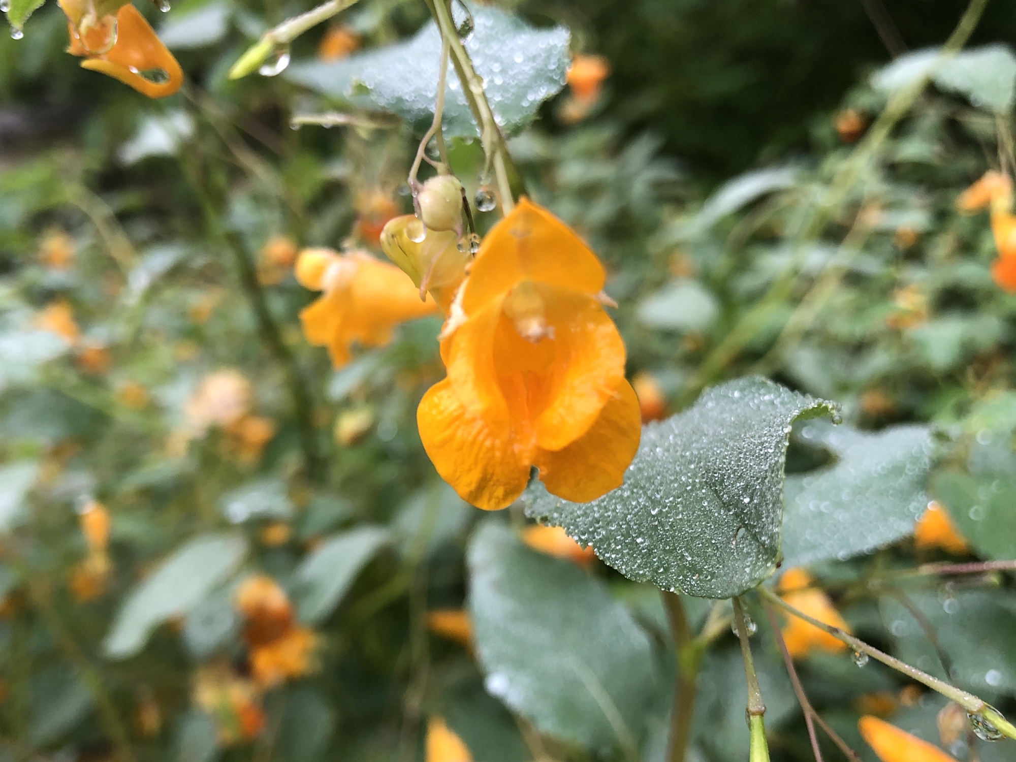 Spotted Jewelweed on shore of Duck Pond on August 21, 2019.