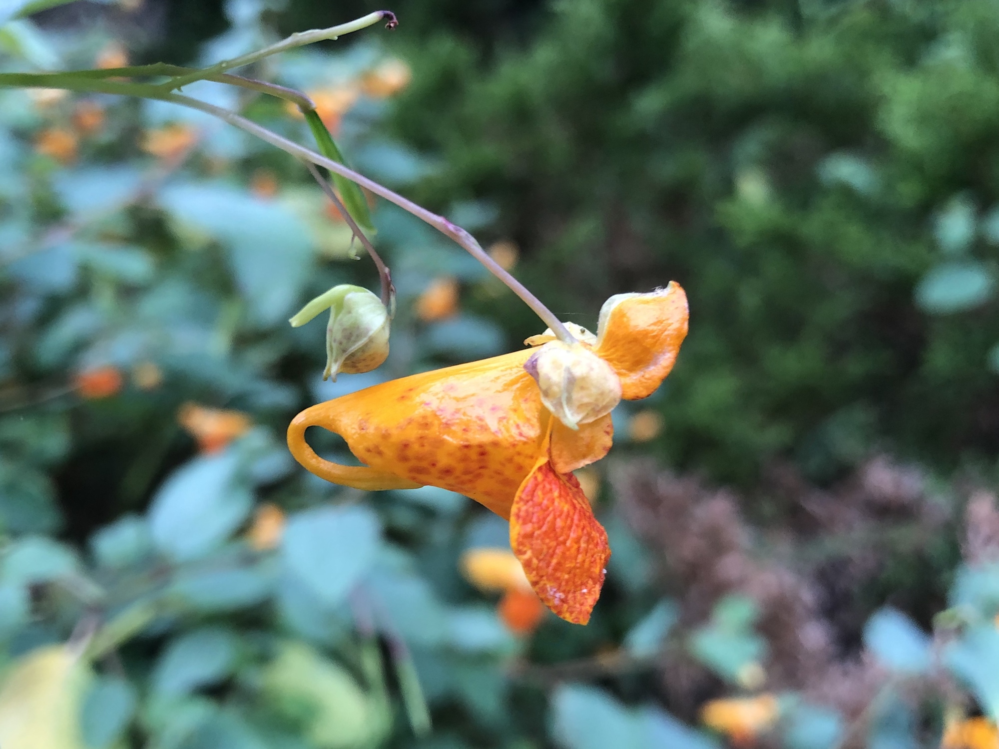 Spotted Jewelweed in Nakoma Park on August 21, 2019.