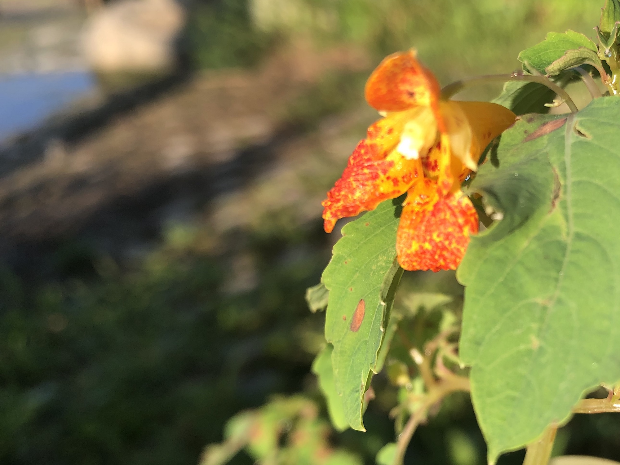 Spotted Jewelweed on shore of Lake Wingra in Wingra Park on August 2, 2019.