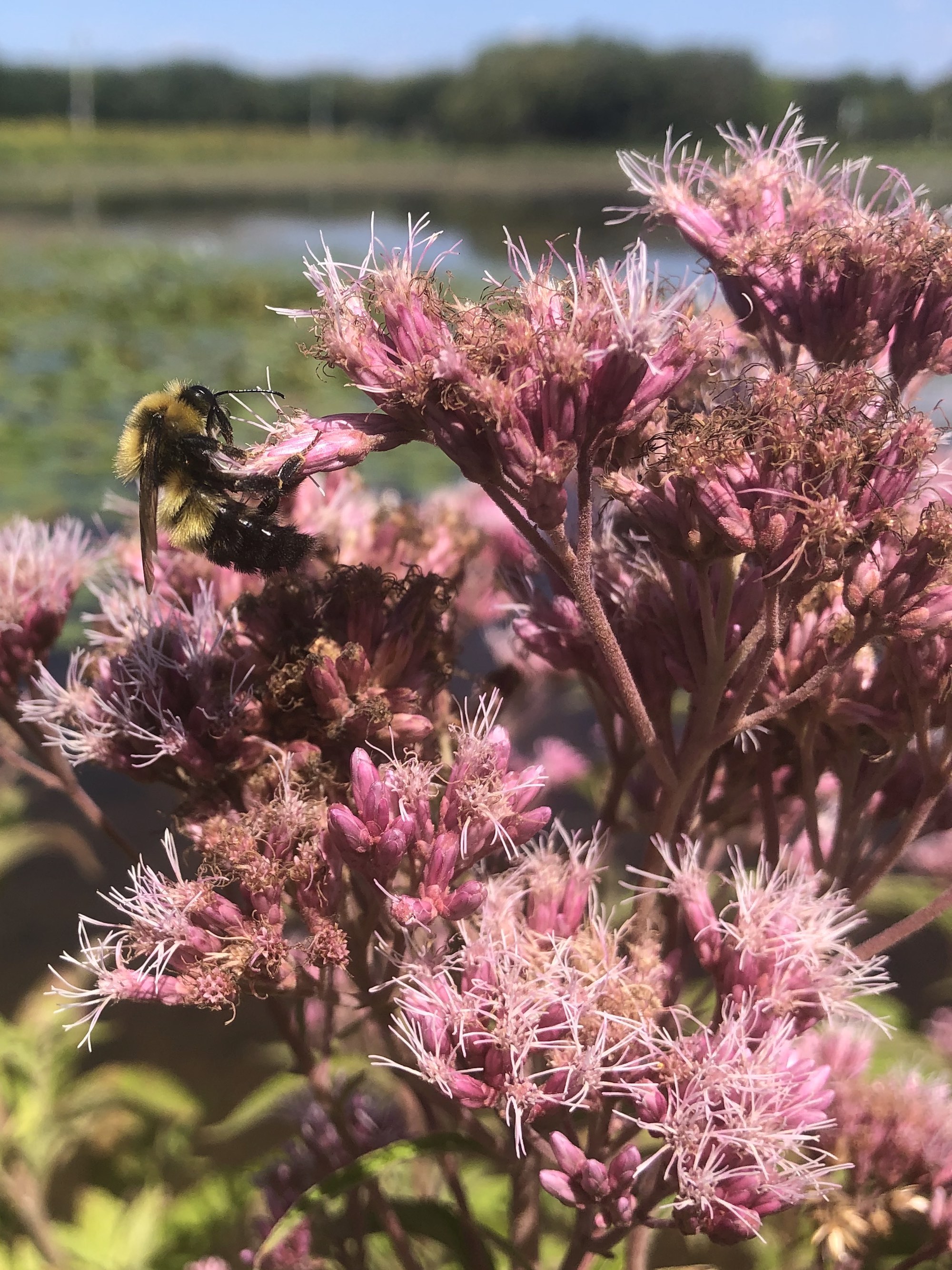 Spotted Joe-Pye Weed on shore of Vilas Park lagoon in Madison, Wisconsin on August 14, 2021.