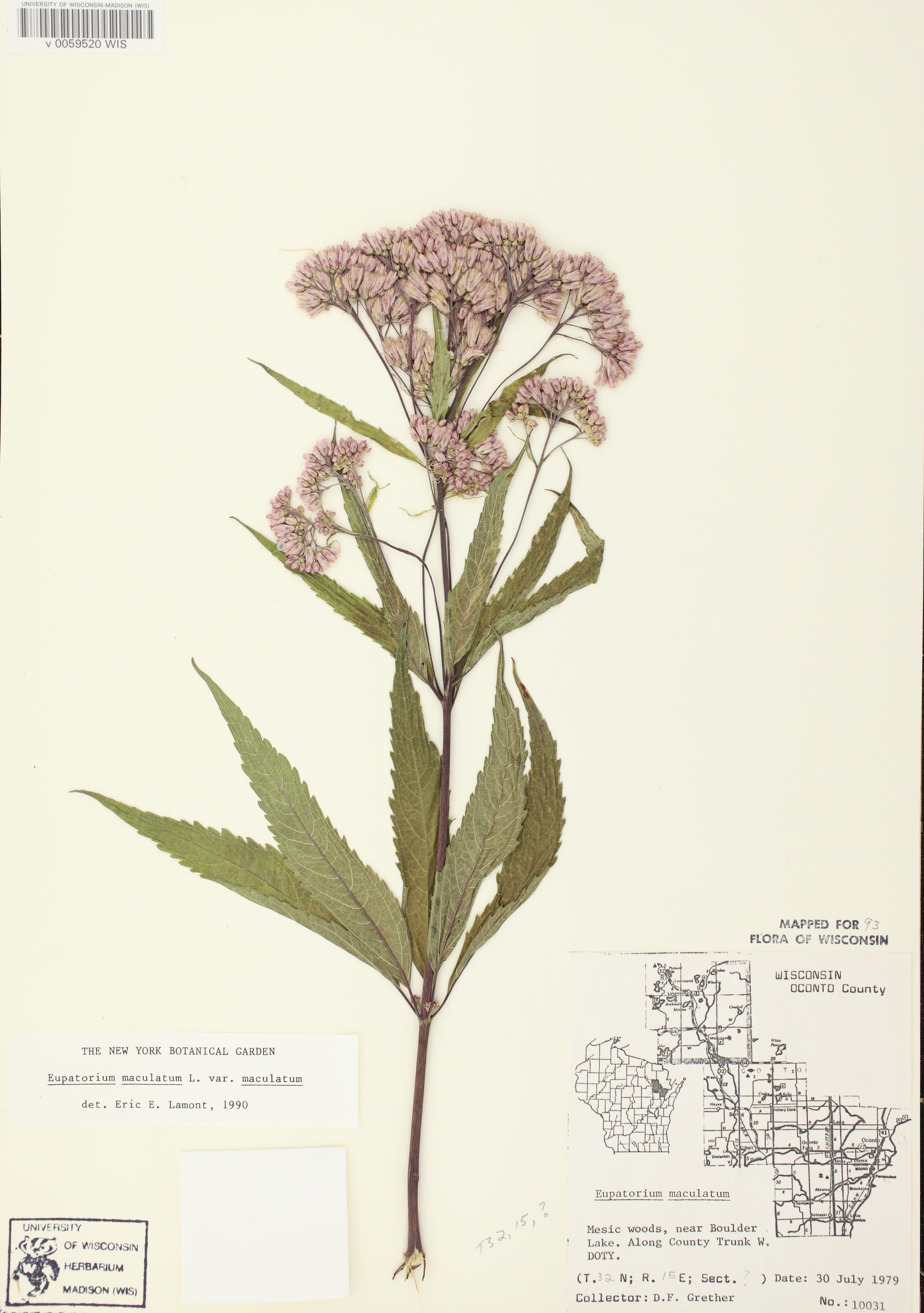 Spotted Joe-Pye Weed specimen collected near Boulder Lake in Oconto County, Wisconsin on July 30, 1979.
