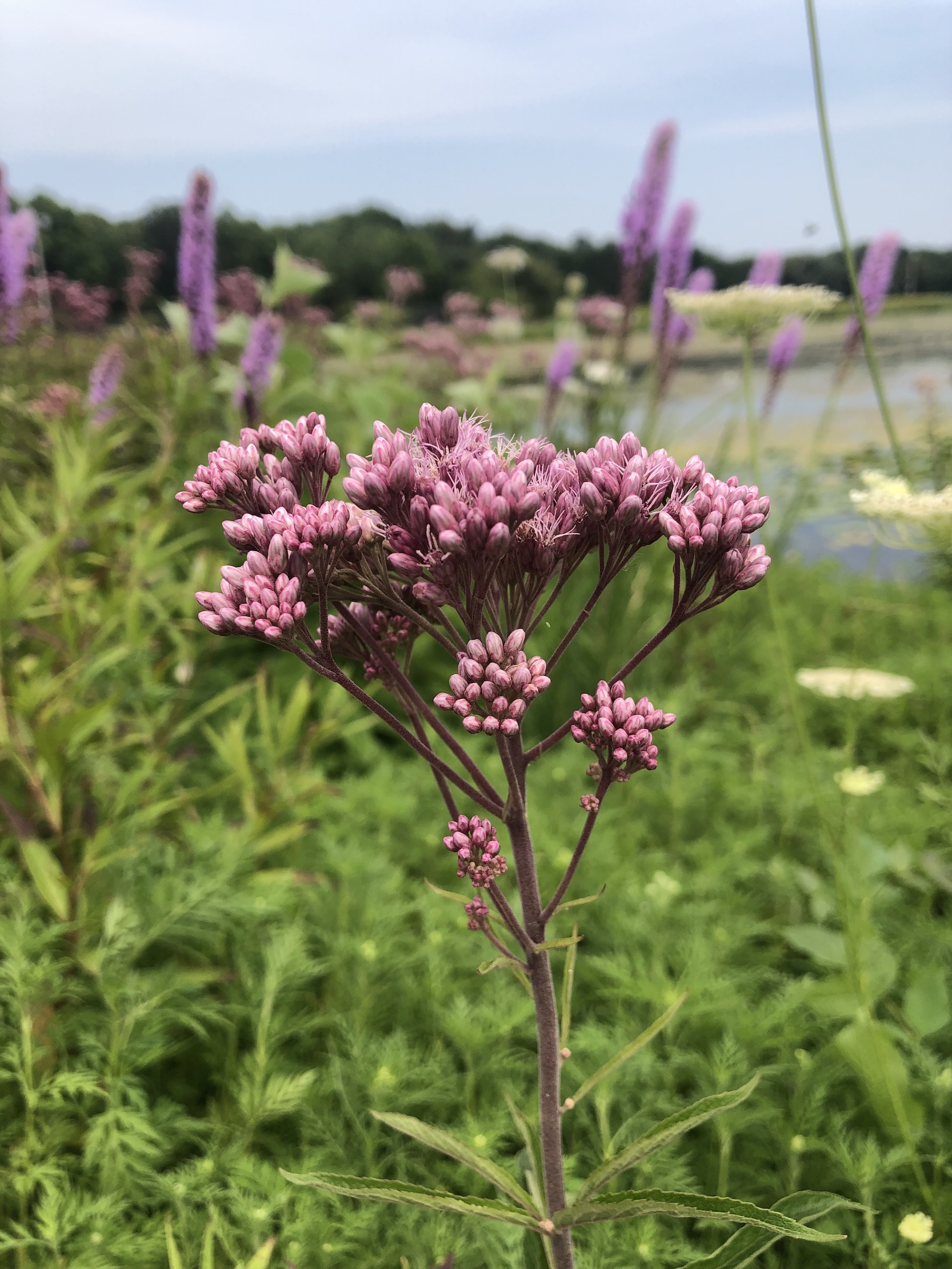Spotted Joe-Pye Weed on shore of Vilas Park lagoon in Madison, Wisconsin on July 27, 2021.