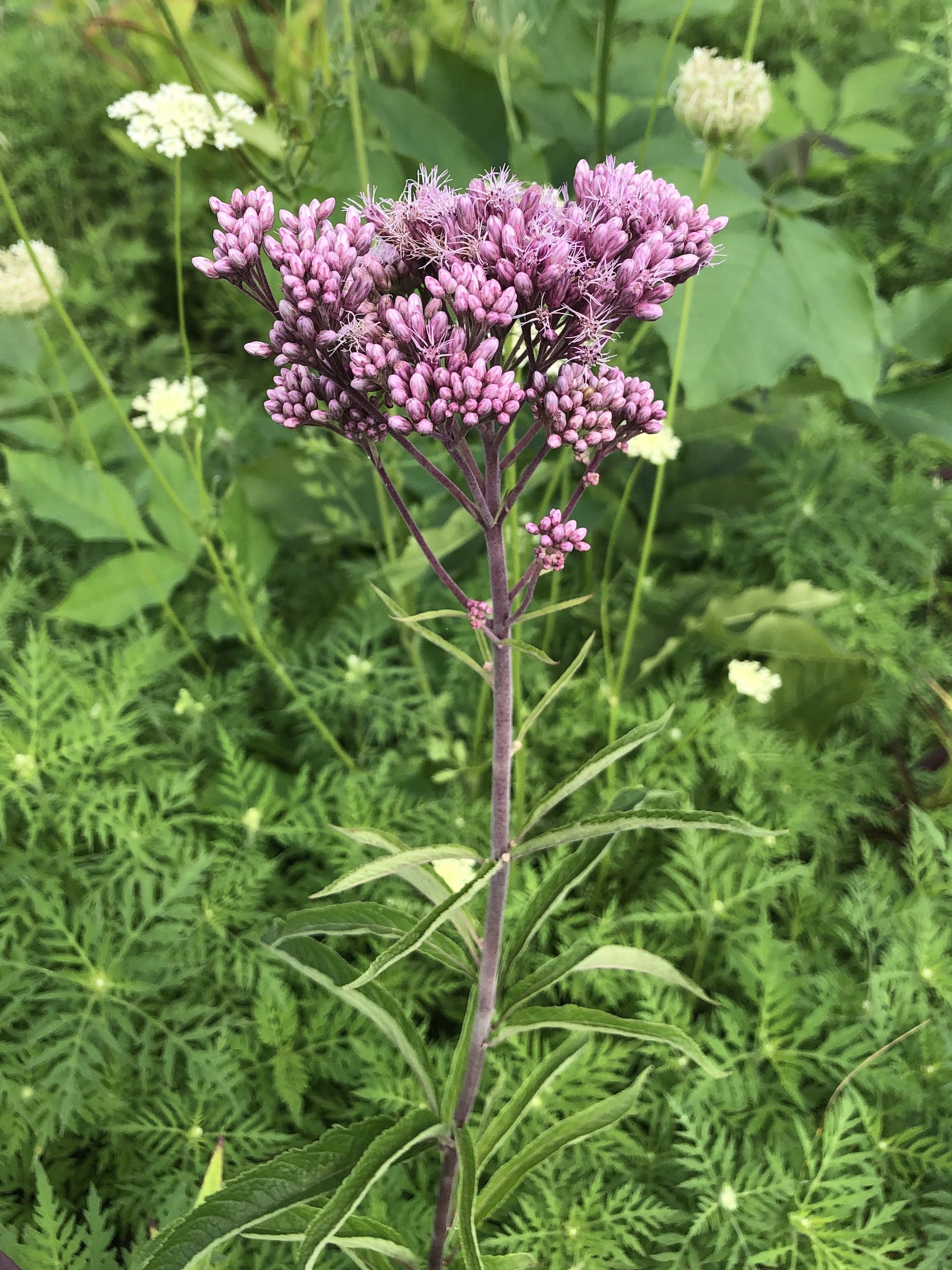 Spotted Joe-Pye Weed on shore of Vilas Park lagoon in Madison, Wisconsin on July 29, 2021.