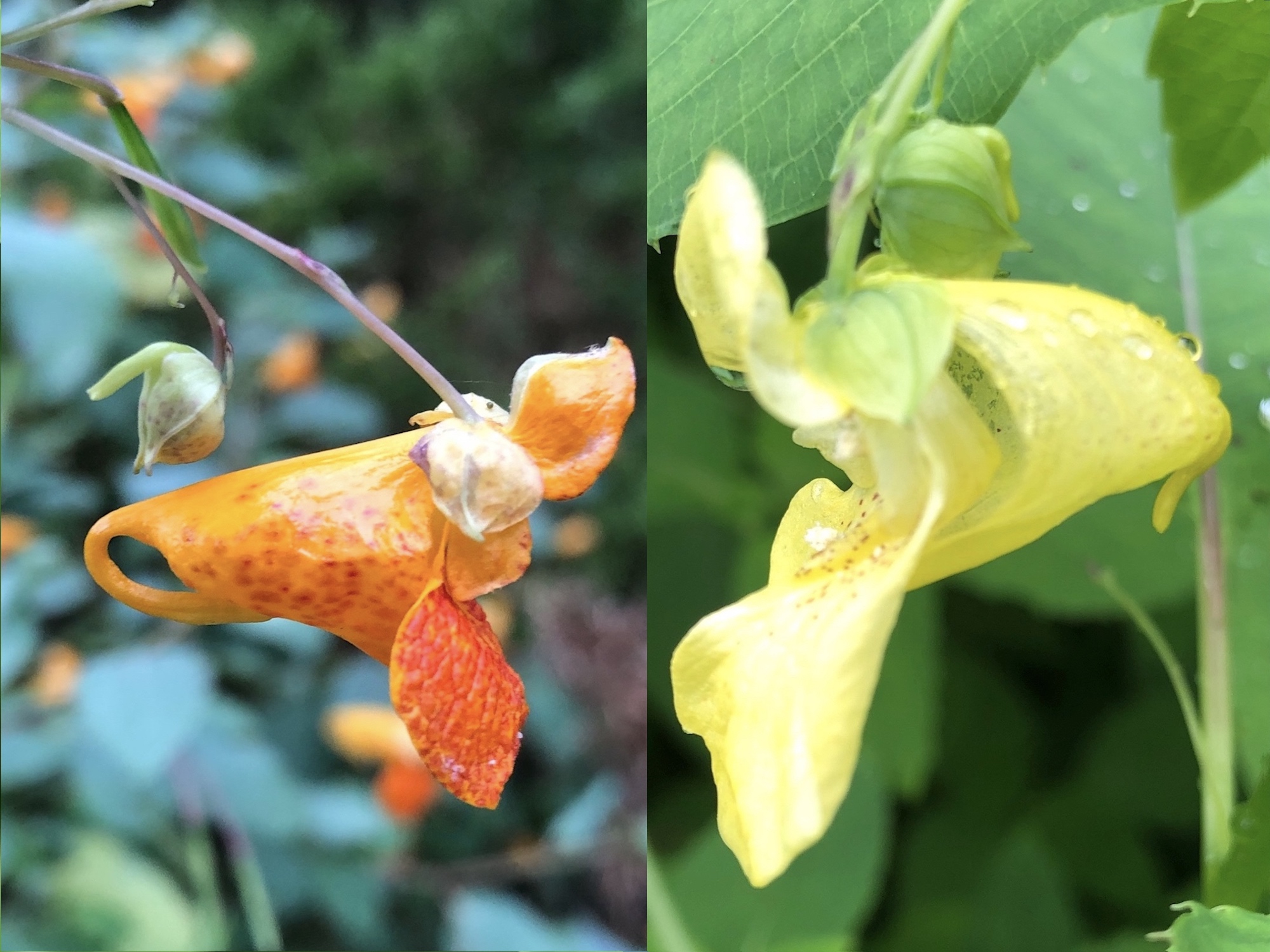 Spotted vs. Yellow Jewelweed.