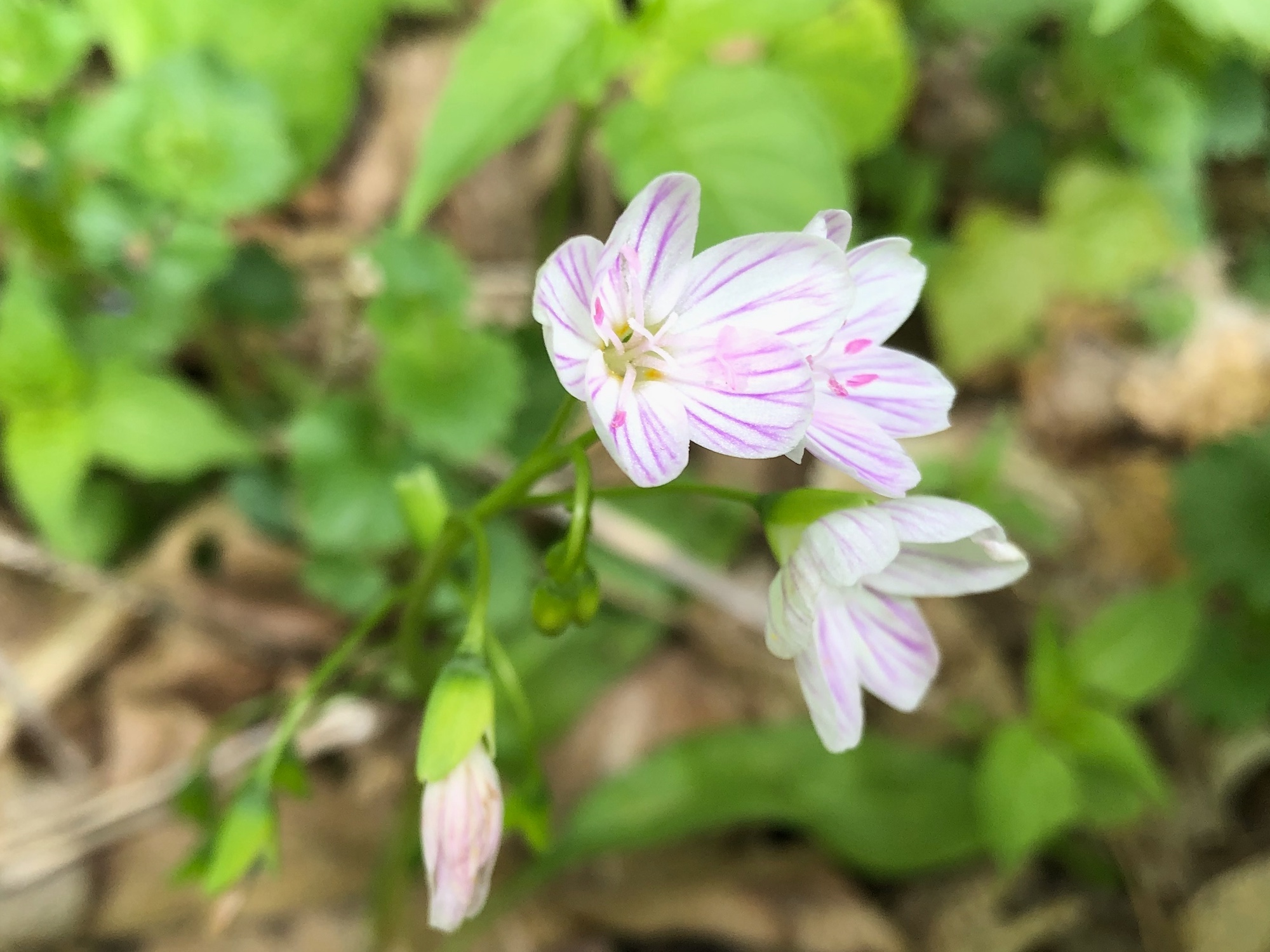 Springbeauty in the Maple-Basswood Forest of the University of Wisconsin Arboretum in Madison, Wisconsin on May 21, 2020.
