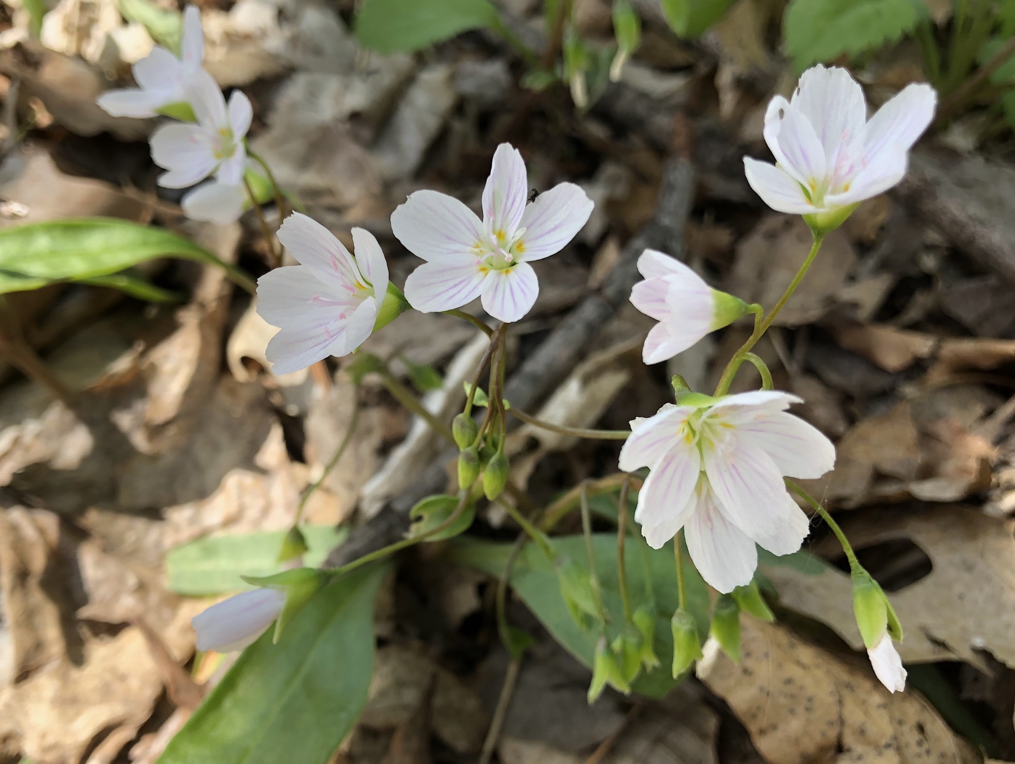 Springbeauty in the Maple-Basswood Forest of the University of Wisconsin Arboretum in Madison, Wisconsin on May 6, 2020.