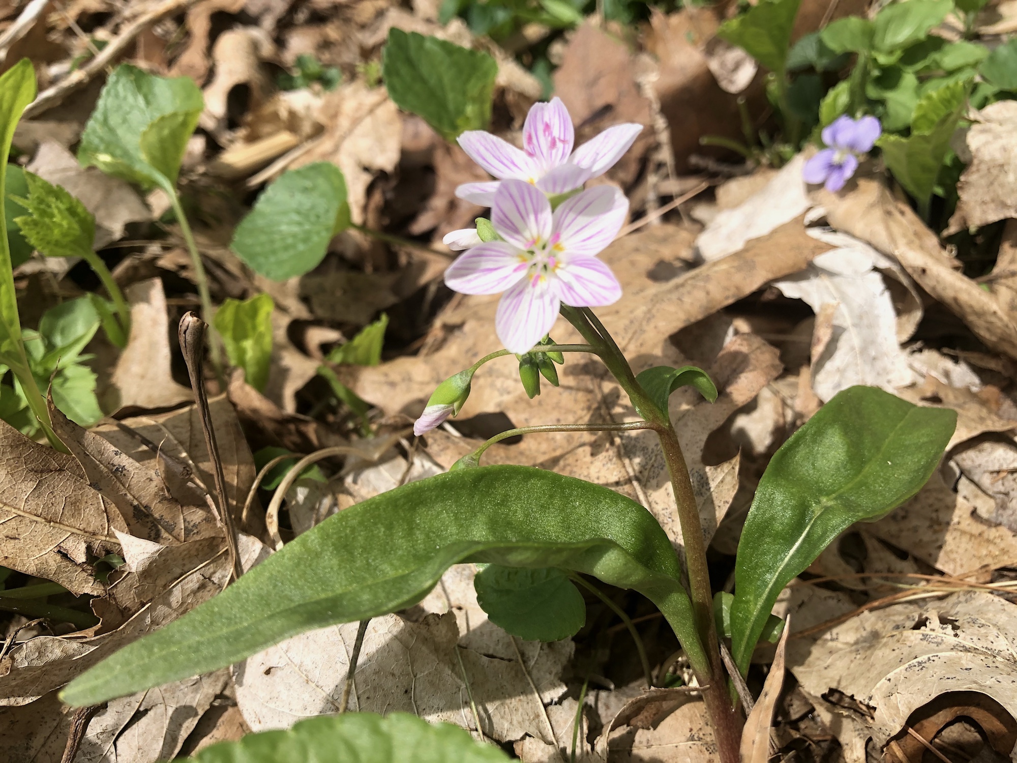 Springbeauty in the Maple-Basswood Forest of the University of Wisconsin Arboretum in Madison, Wisconsin on May 4, 2020.
