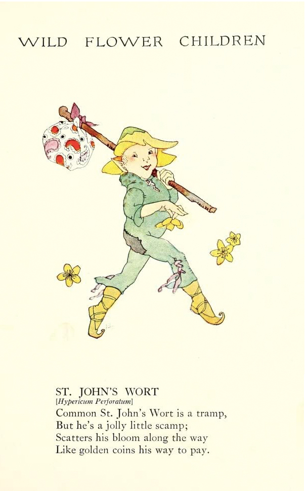 1918 St. John's Wort Wild Wild Flower Children by Elizabeth Gordon with illustration by Janet Laura Scott.