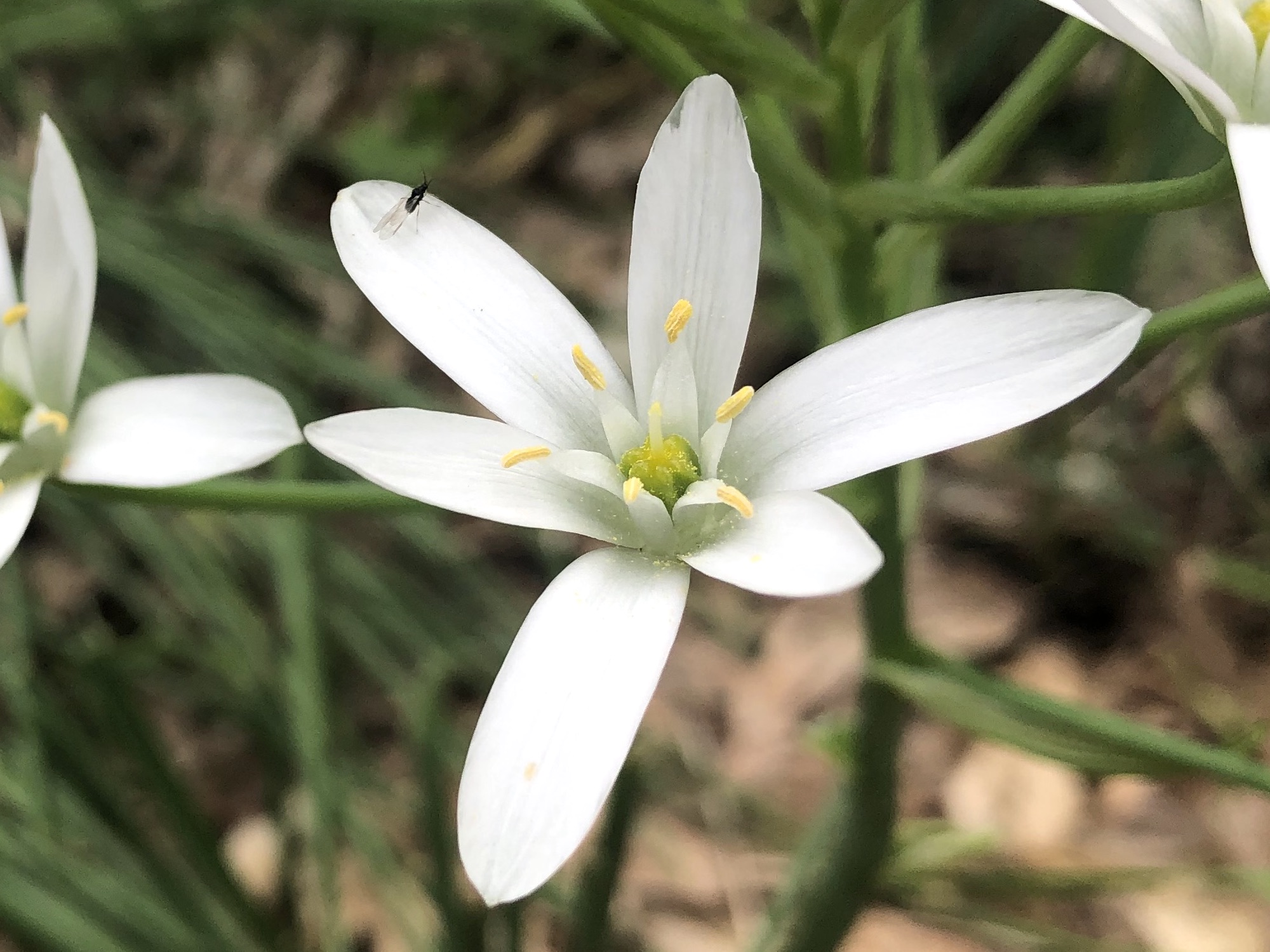 Star-of-Bethlehem along bike path behind Gregory Street in Madison, Wisconsin on May 28, 2022.