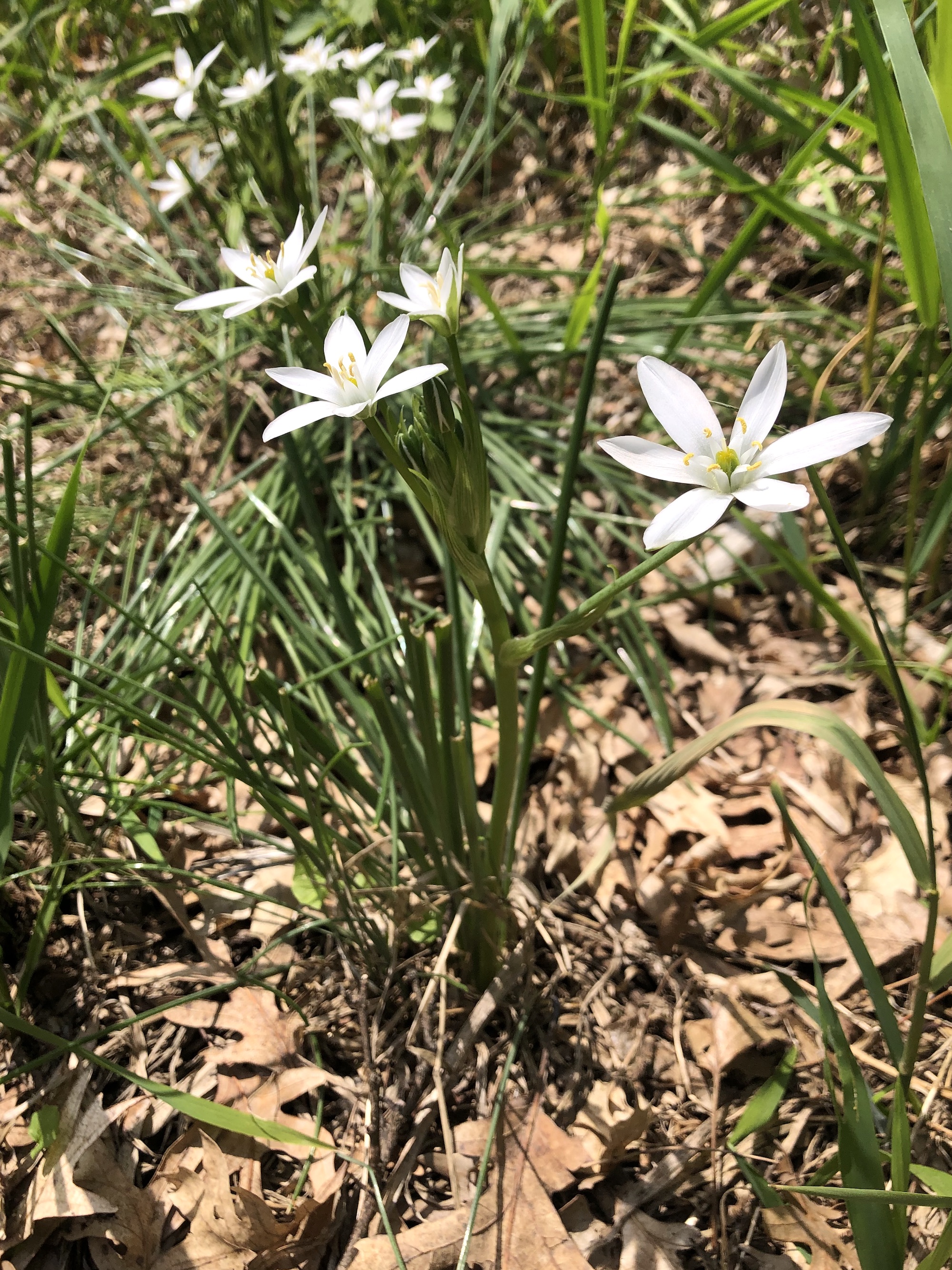 Star-of-Bethlehem along bike path behind Gregory Street in Madison, Wisconsin on May 23, 2022.