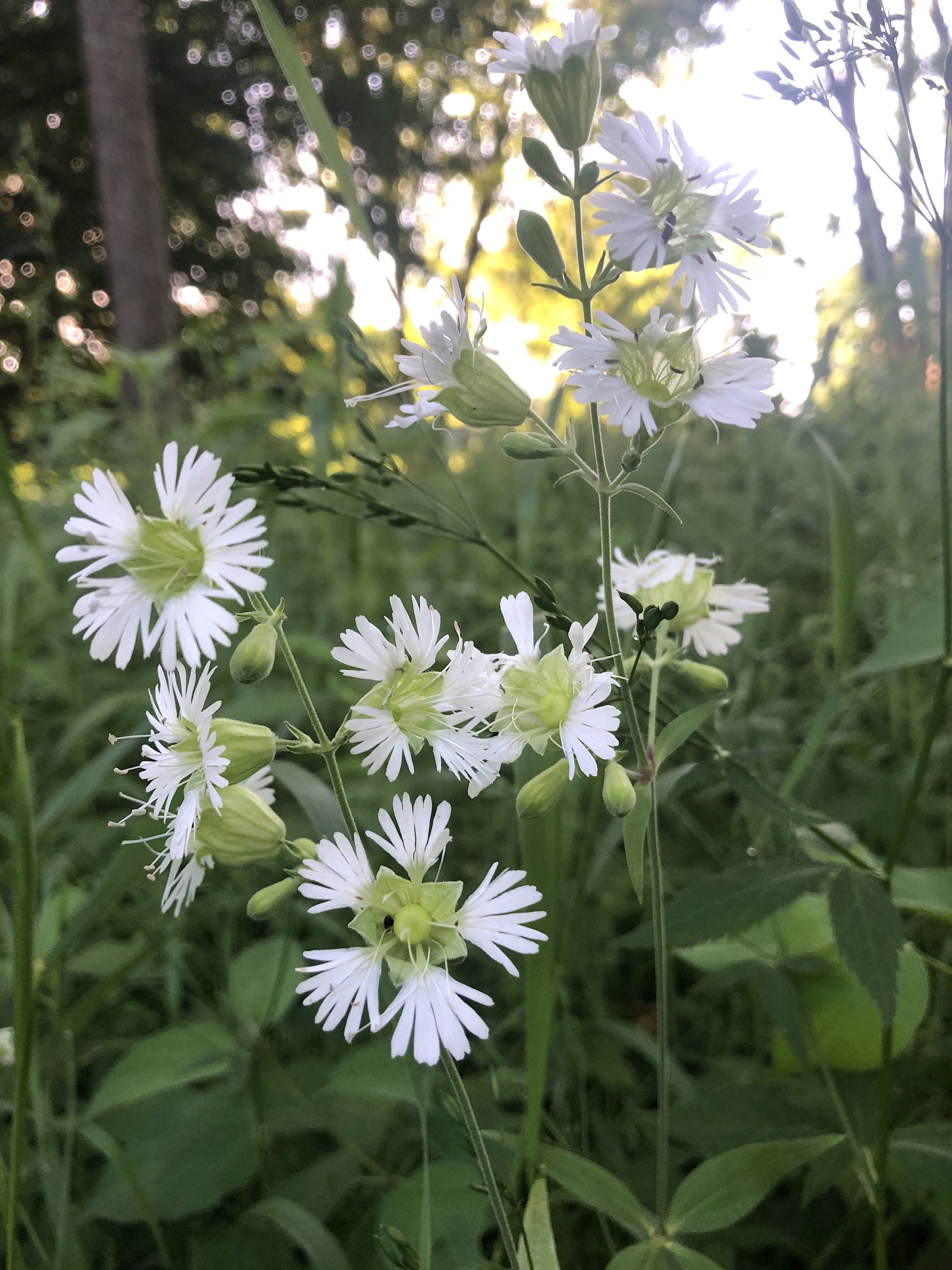 Starry Campion in Nakoma Park on July 17, 2020 in Madison, Wisconsin.