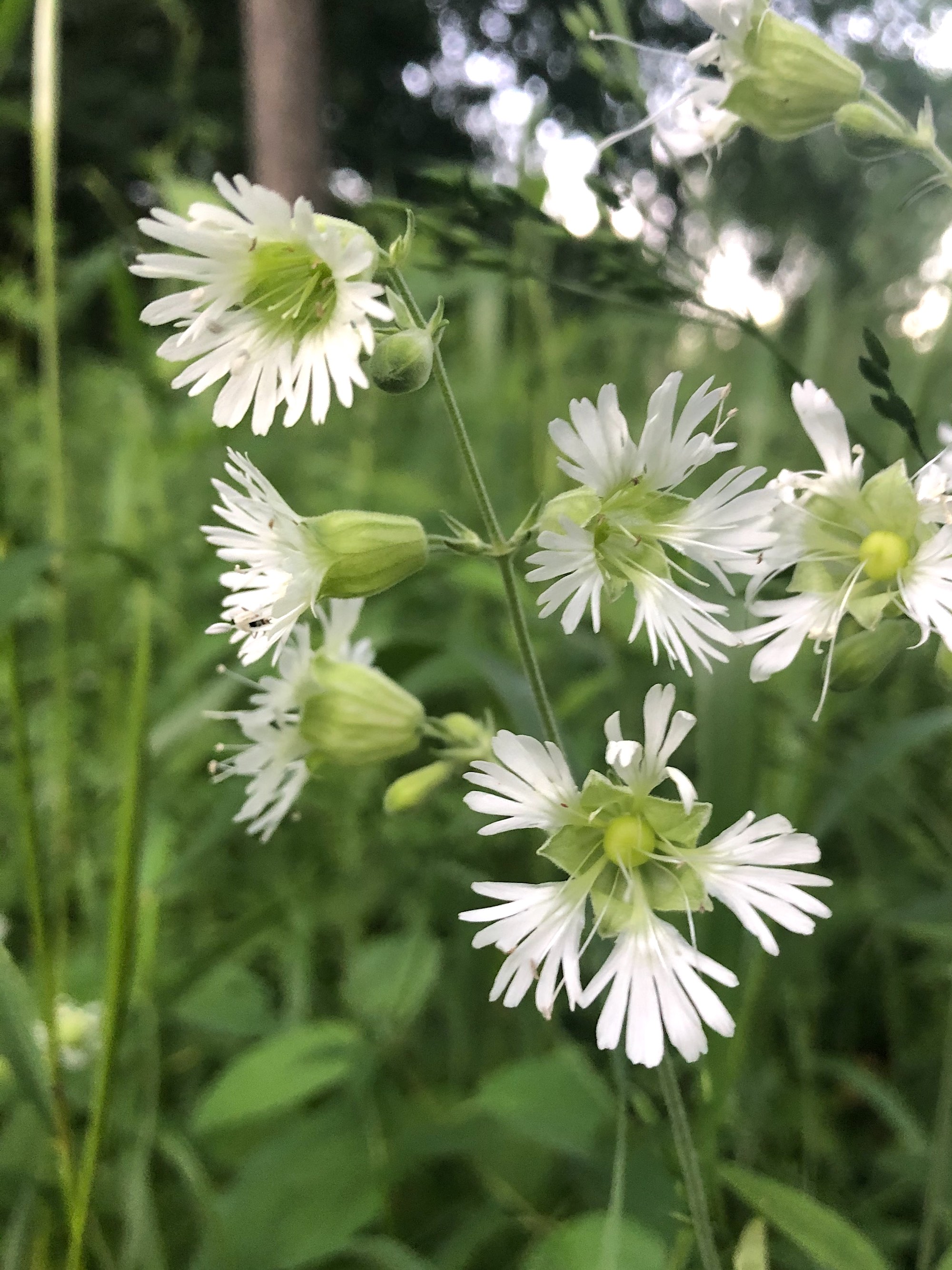 Starry Campion in Nakoma Park on July 16, 2020 in Madison, Wisconsin.