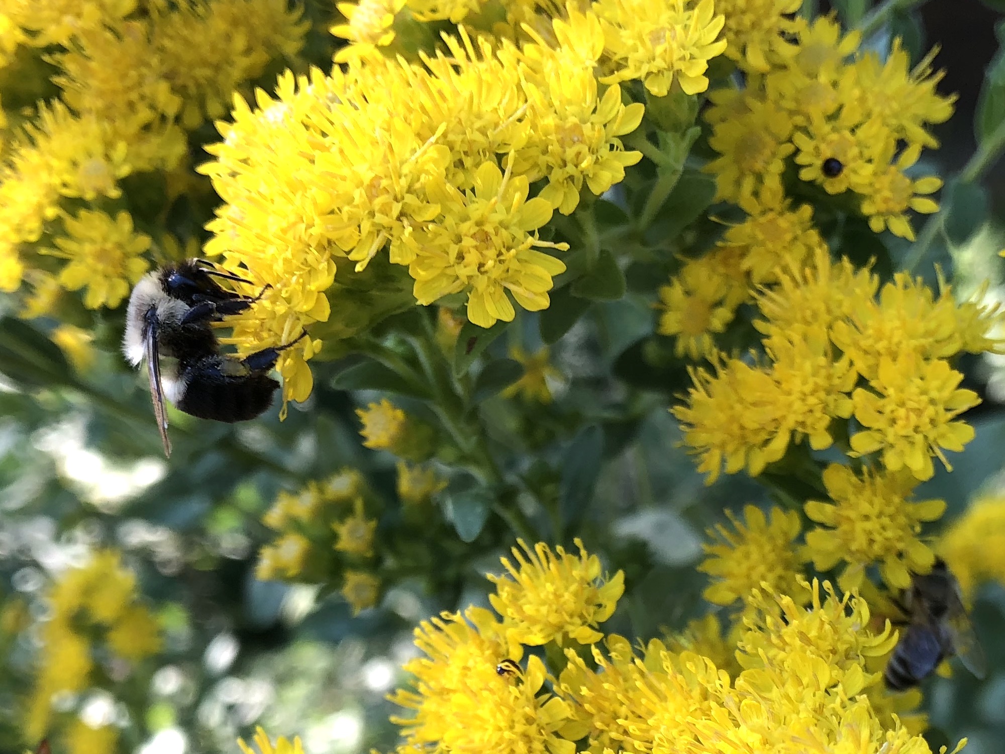 Bumblebee on Stiff Goldenrod on September 13, 2018.