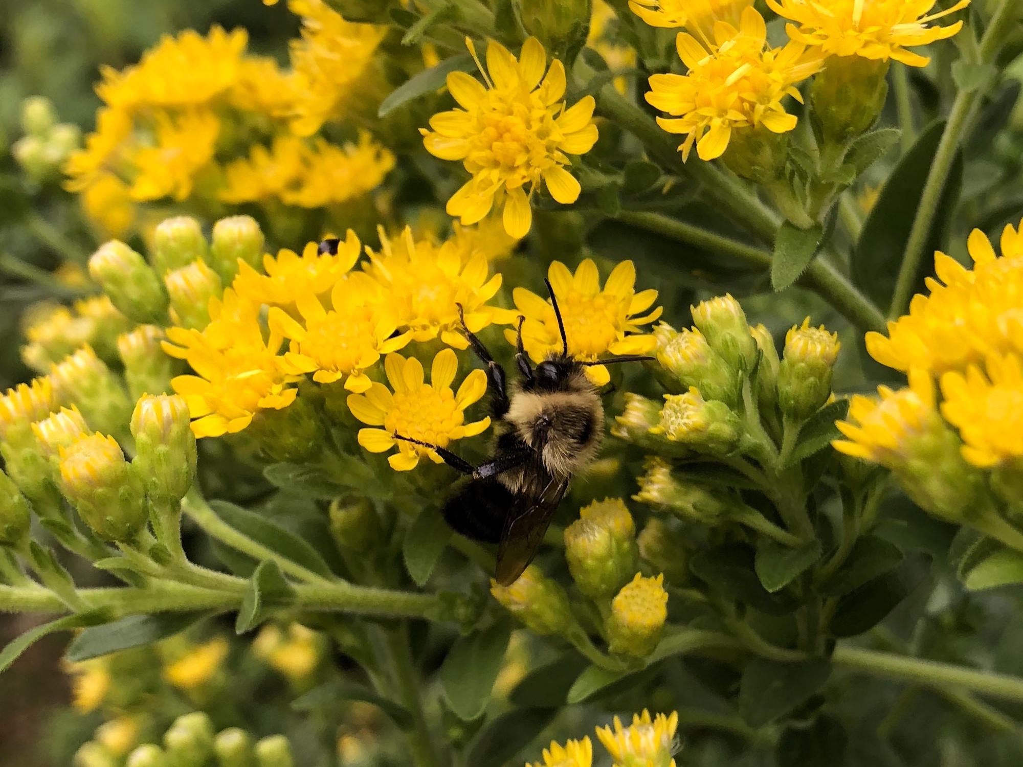 Bumblebee on Stiff Goldenrod on September 9, 2018.