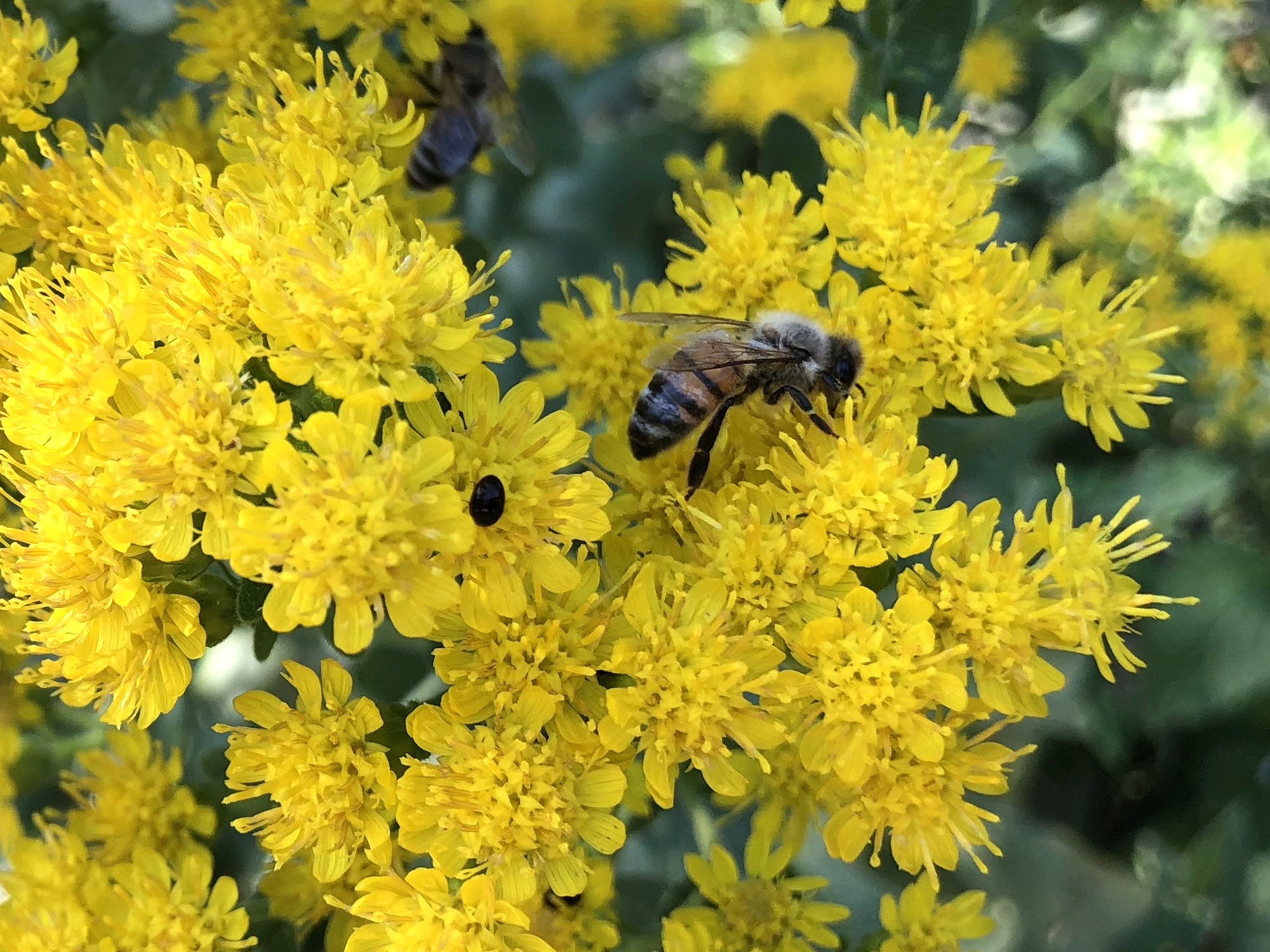 Honey bee on Stiff Goldenrod on September 13, 2018.