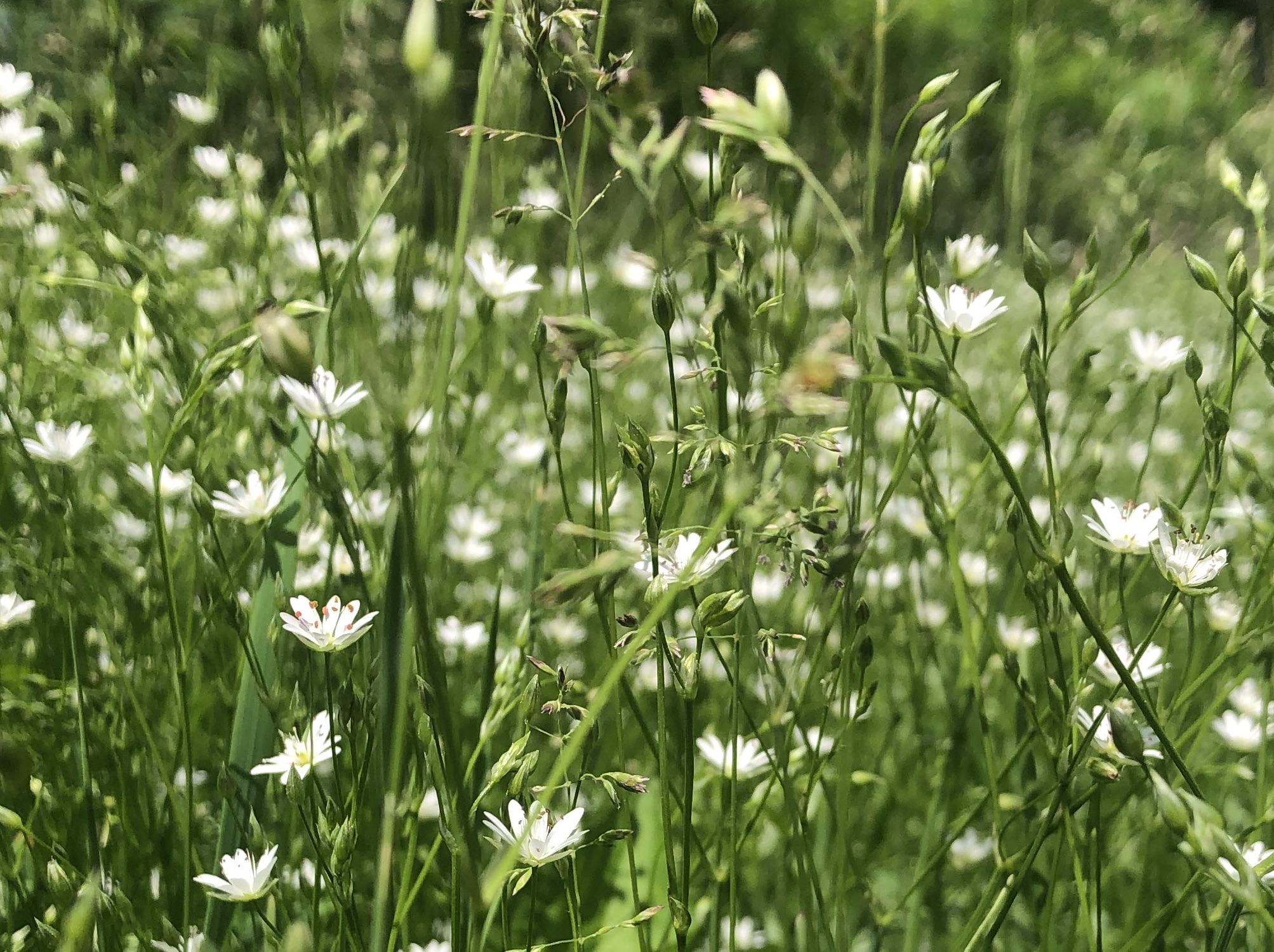 Common Stitchwort in a grassy clearing along the bike path between Odana Road and Midvale Boulevard in Madison, Wisconsin on June 2, 2022.
