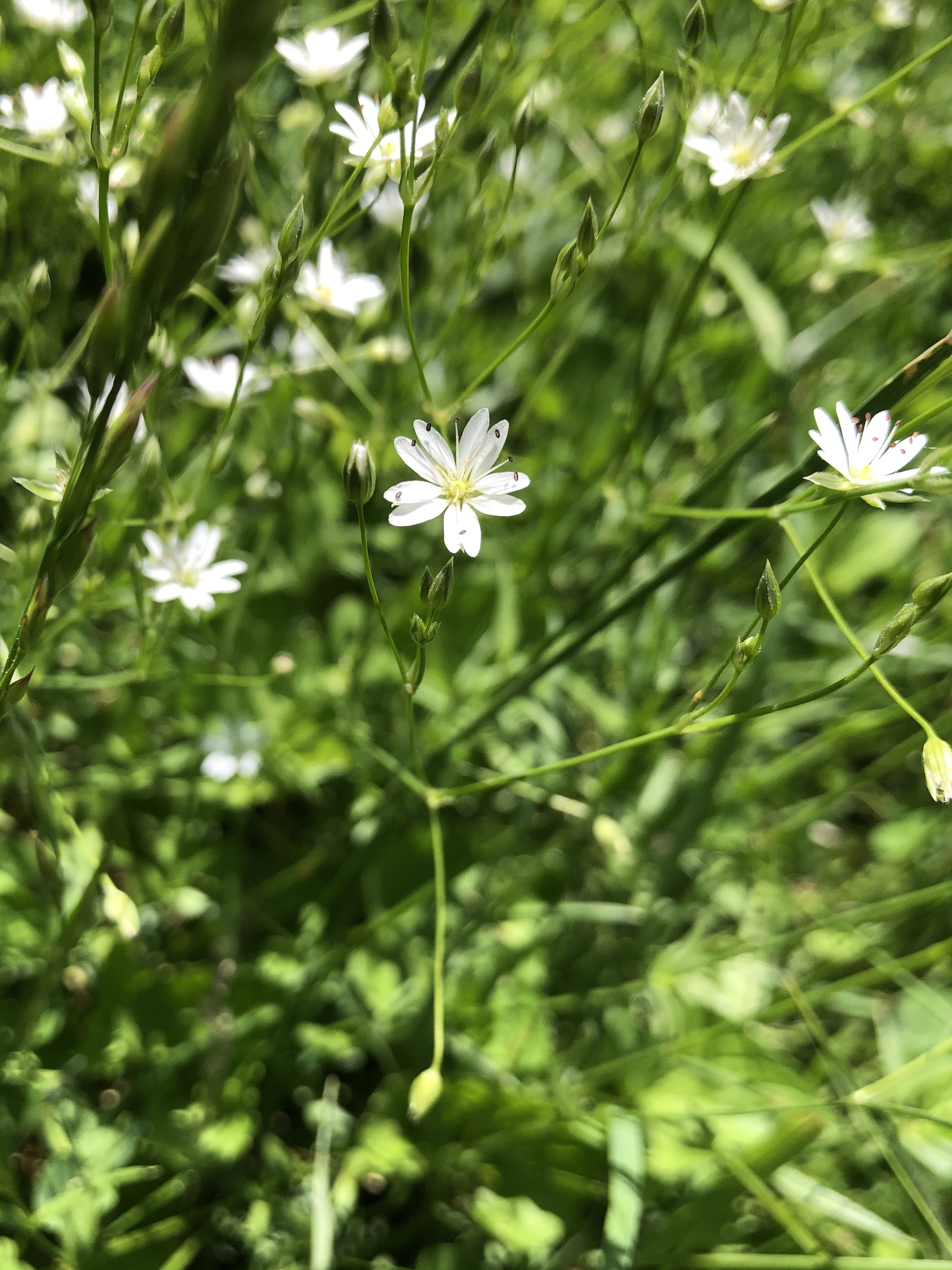 Common Stitchwort in a grassy clearing along the bike path between Odana Road and Midvale Boulevard in Madison, Wisconsin on June 3, 2022.