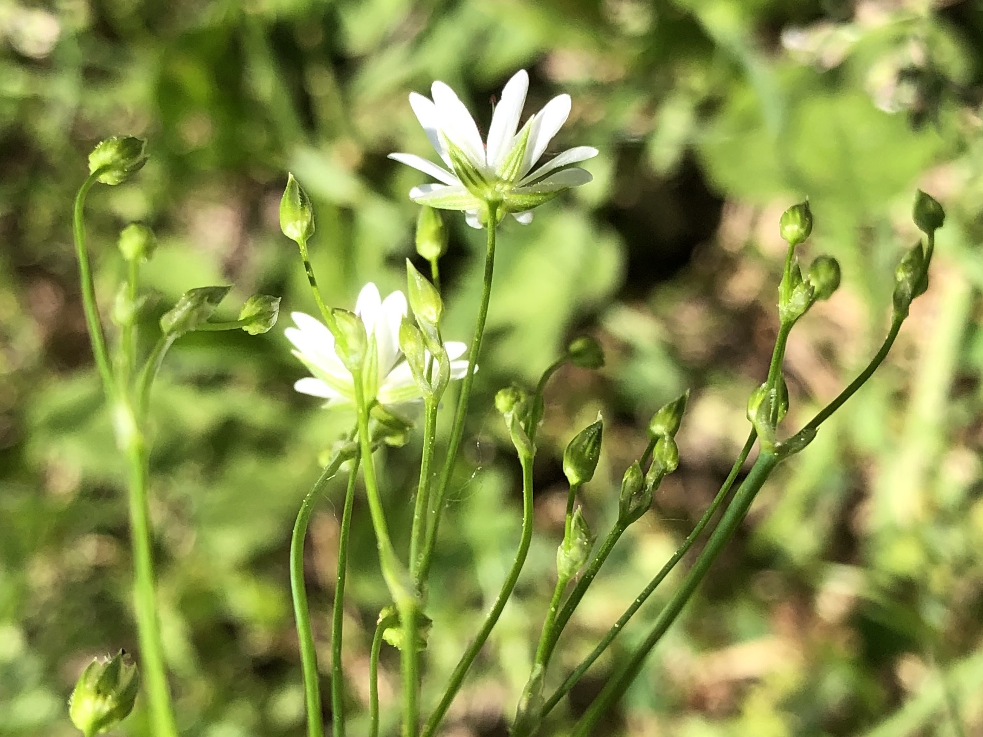 Five green sepals of Common Stitchwort in a grassy clearing along the bike path between Odana Road and Midvale Boulevard in Madison, Wisconsin on June 3, 2022.