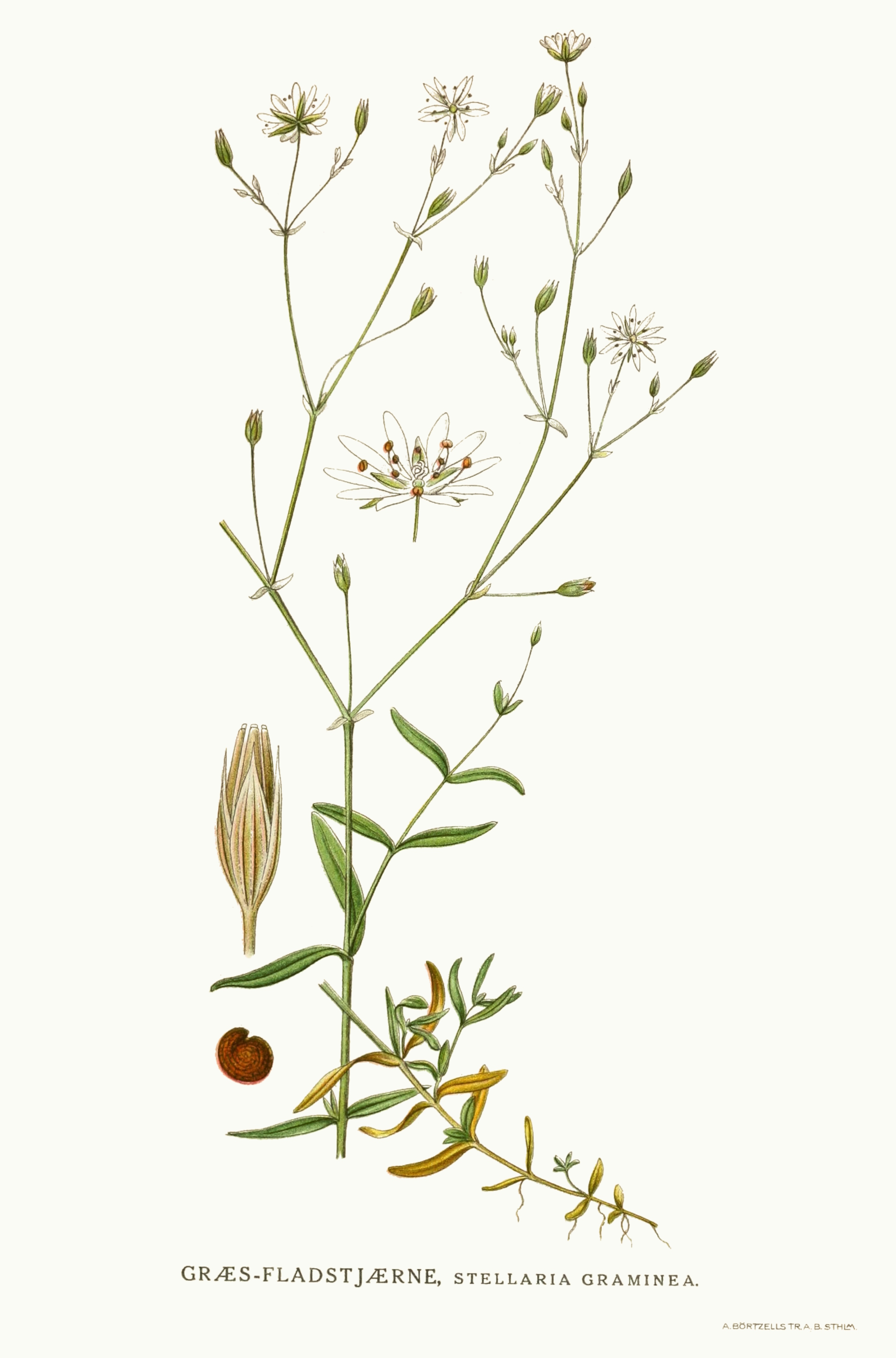 Stellaria graminea botanical illustration.