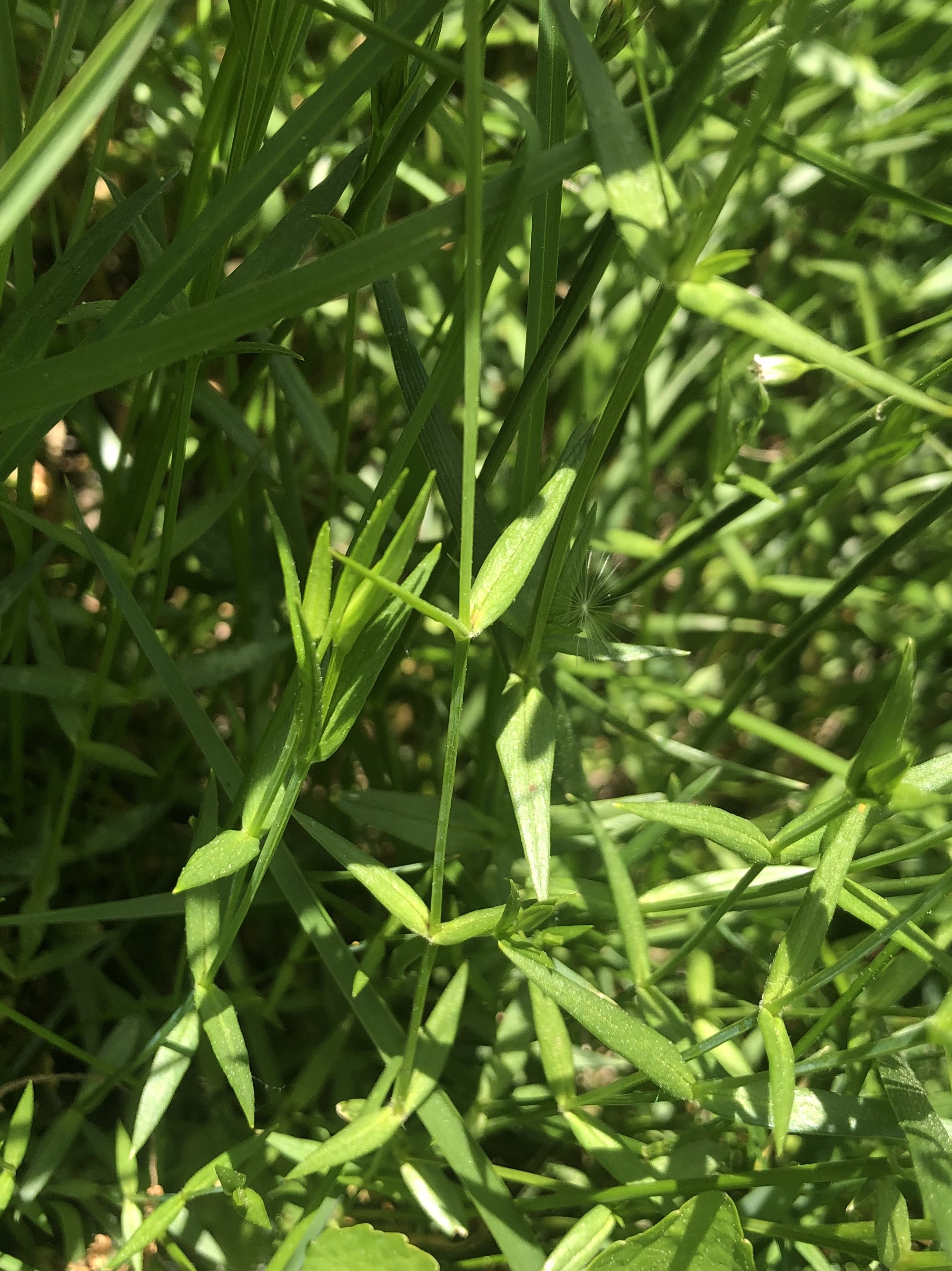 Common Stitchwort stems and leaves in a grassy clearing along the bike path between Odana Road and Midvale Boulevard in Madison, Wisconsin on June 2, 2022.