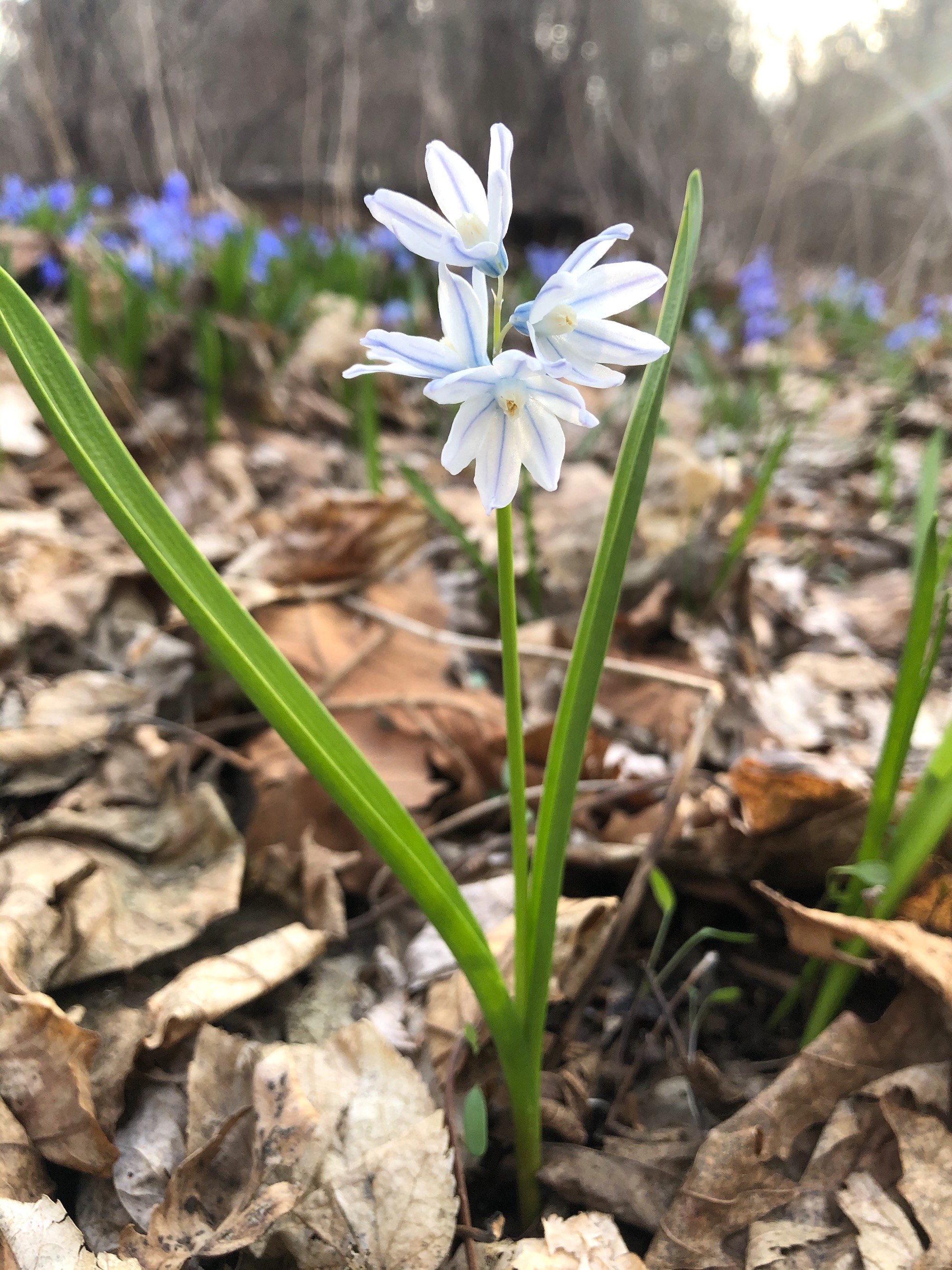 Striped Squill in woods near the Sycamore tree on Arbor Drive in Madison, Wisconsin on April 6, 2021.