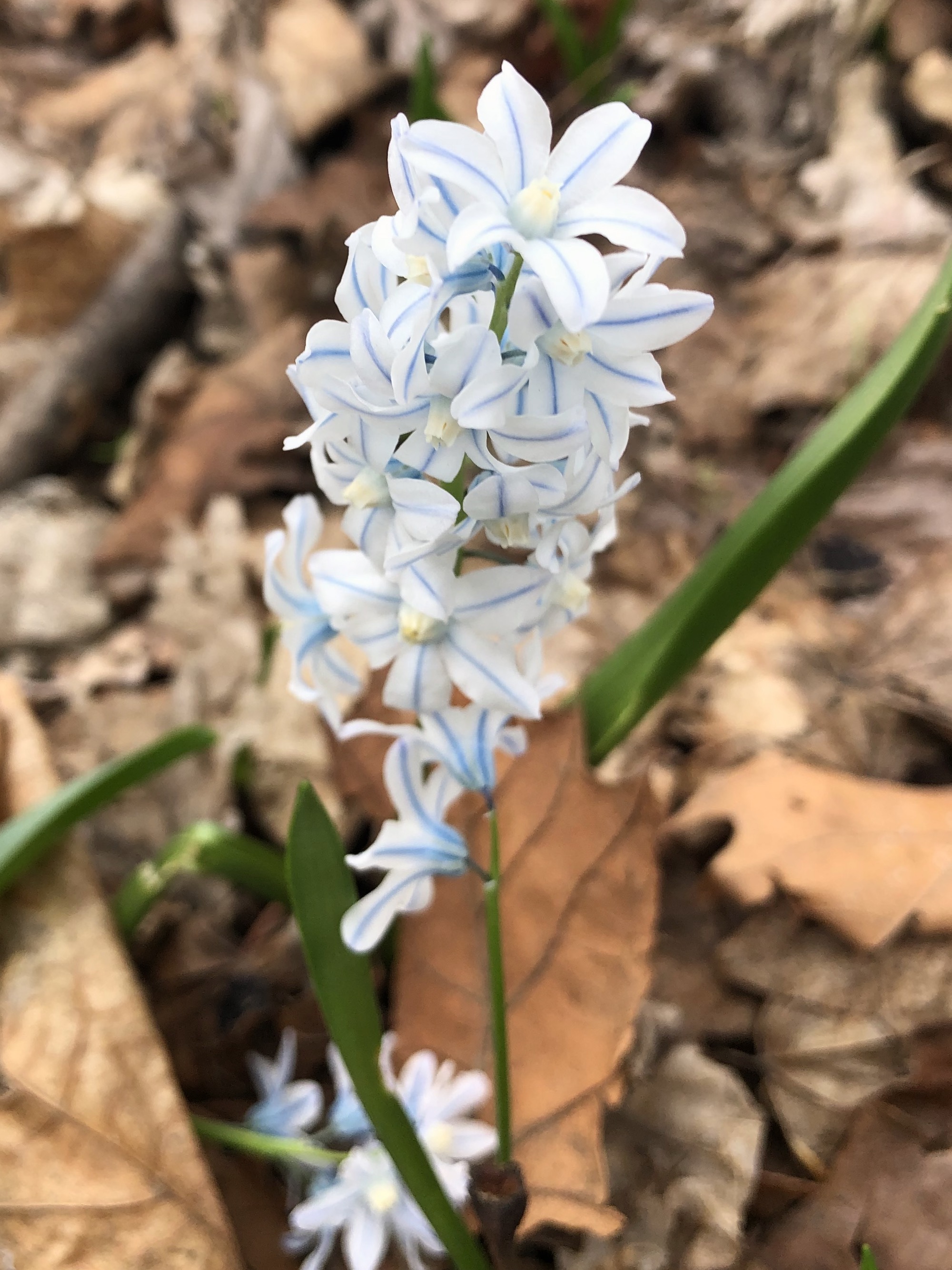 Striped Squill in woods near the Sycamore tree on Arbor Drive in Madison, Wisconsin on April 6, 2021.