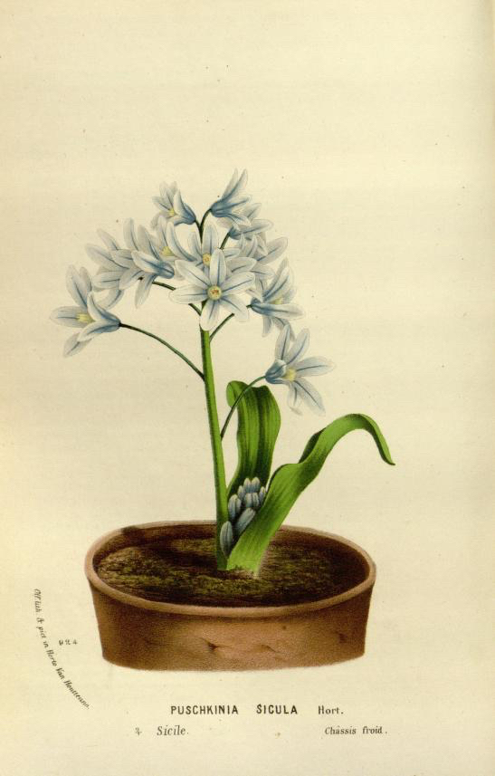 1875 Puschkinia Sicula botanical illustration.