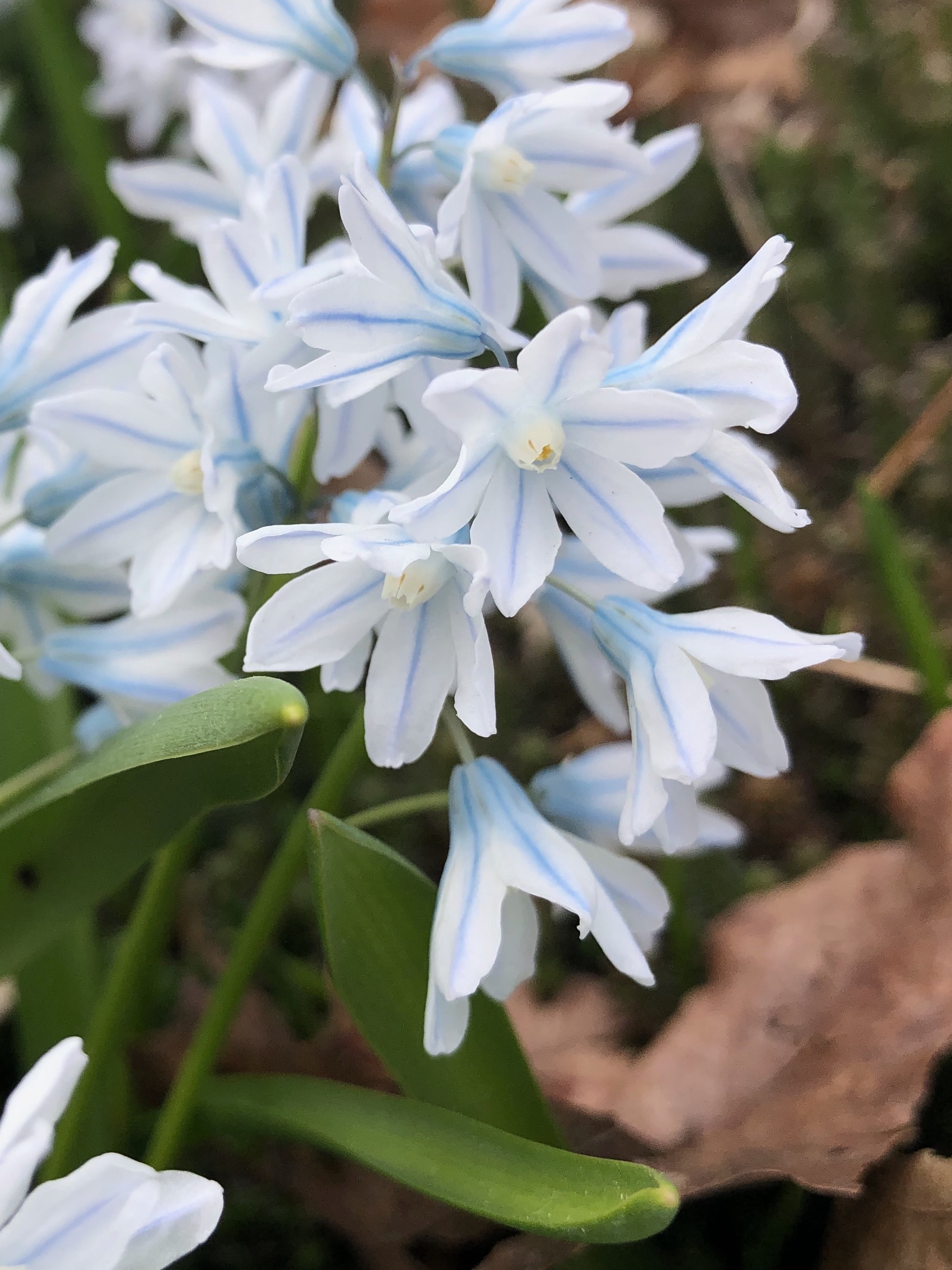 Striped Squill in yard on Nakoma Road in Madison, Wisconsin on April 6, 2021.