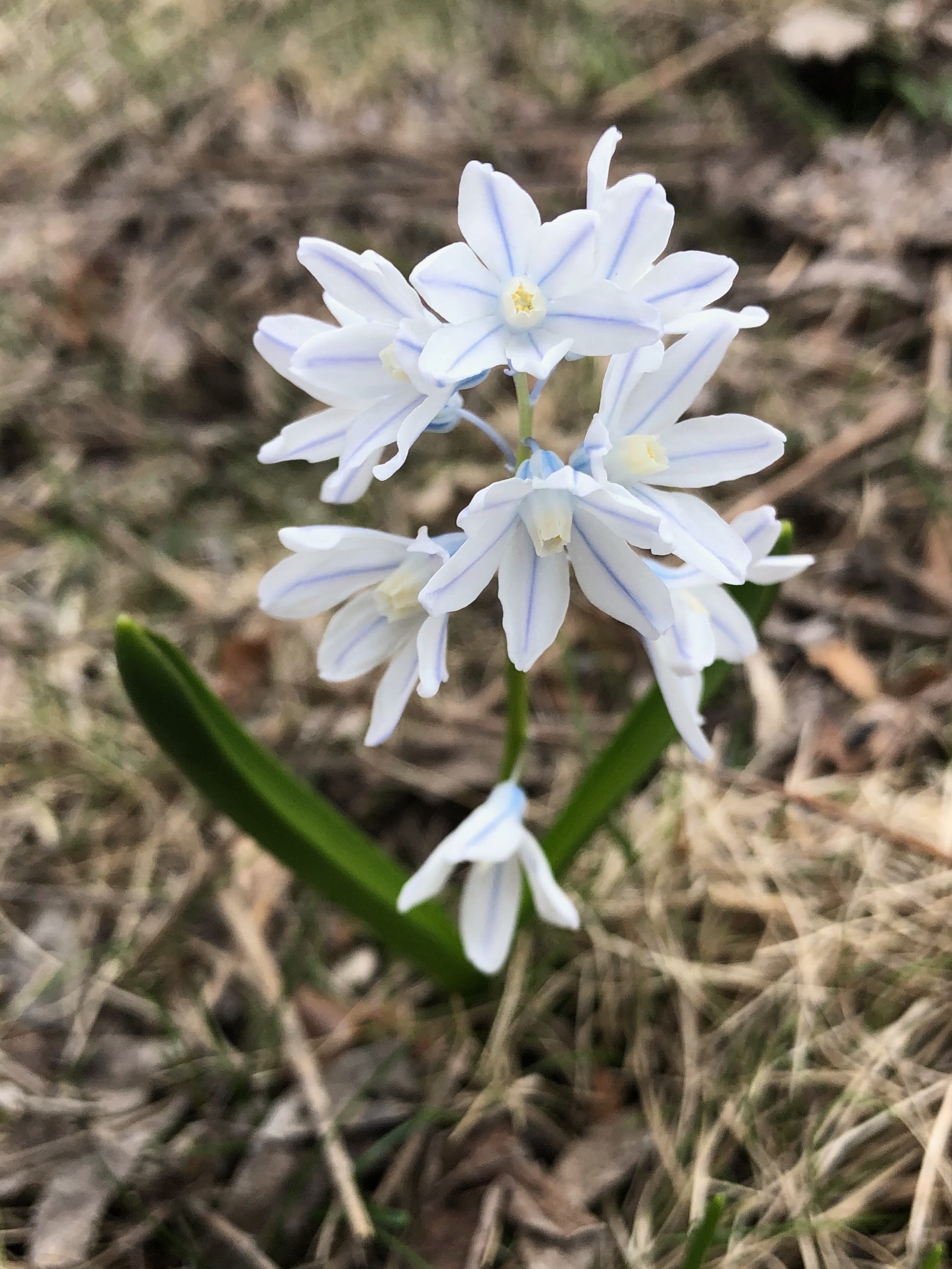 Striped Squill in  yard on Nakoma Road in Madison, Wisconsin on April 6, 2021.