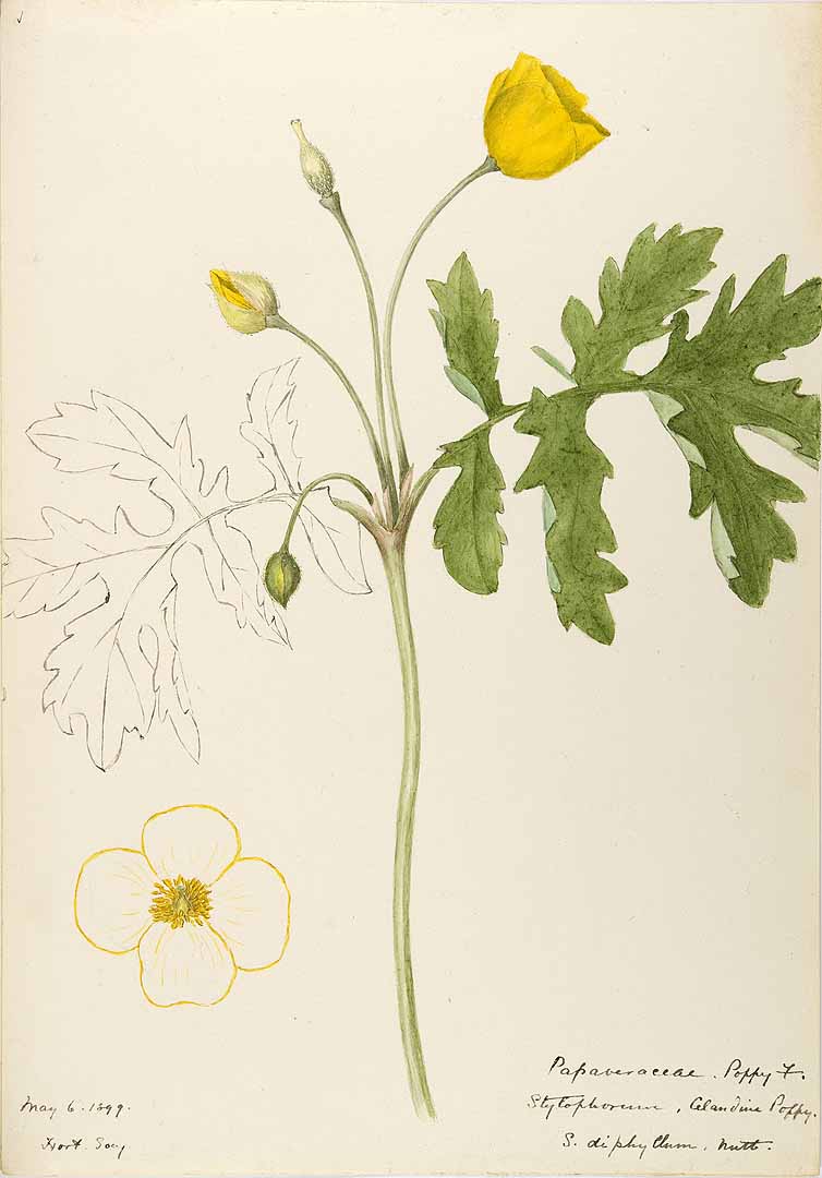 Celandine or Wood Poppy (Stylophorum diphyllum) botanical illustration by Helen Sharp circa 1899.