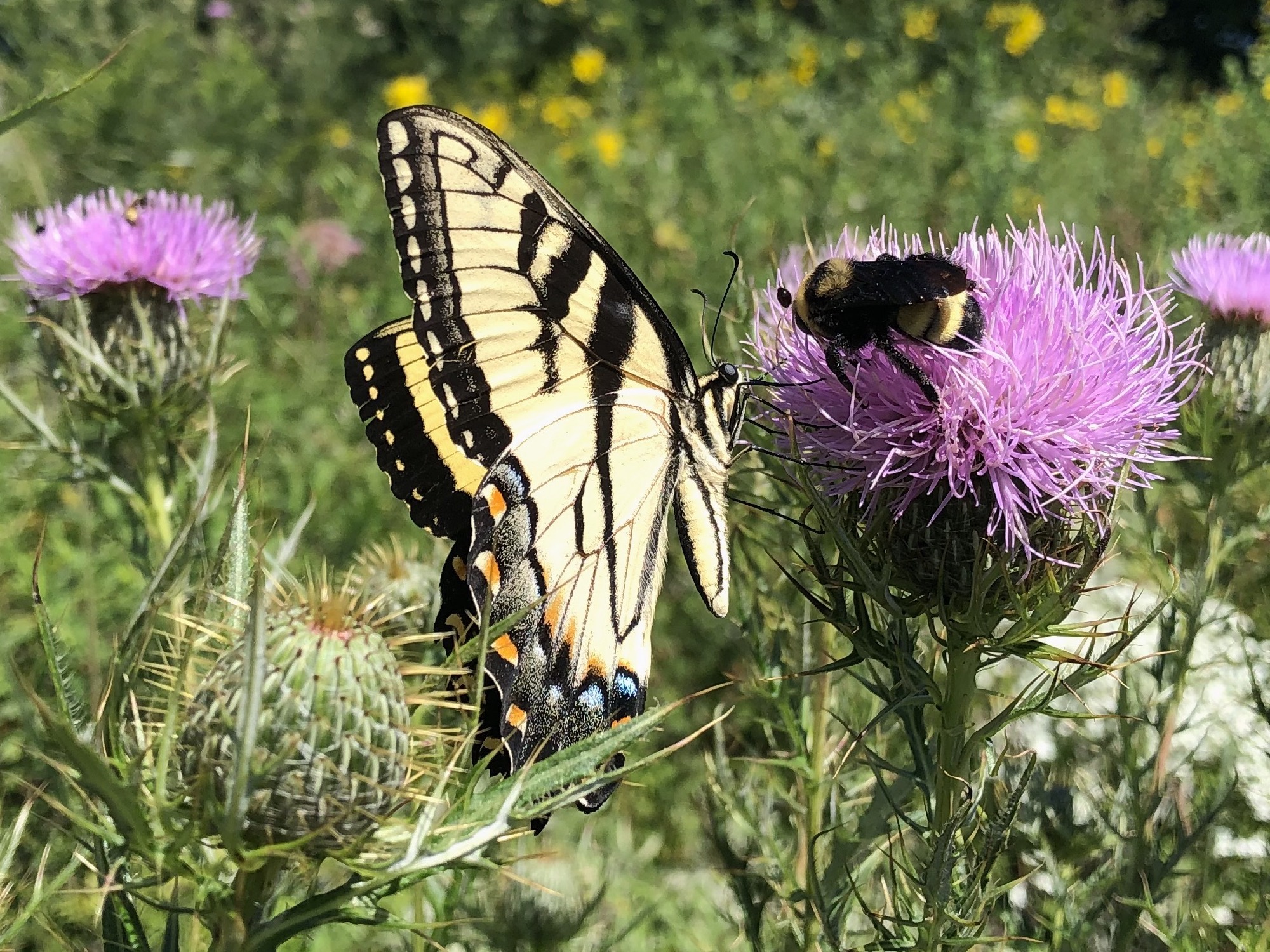 Bumblebee and Tiger Swallowtail Butterfly on Thistle on August 16, 2020.