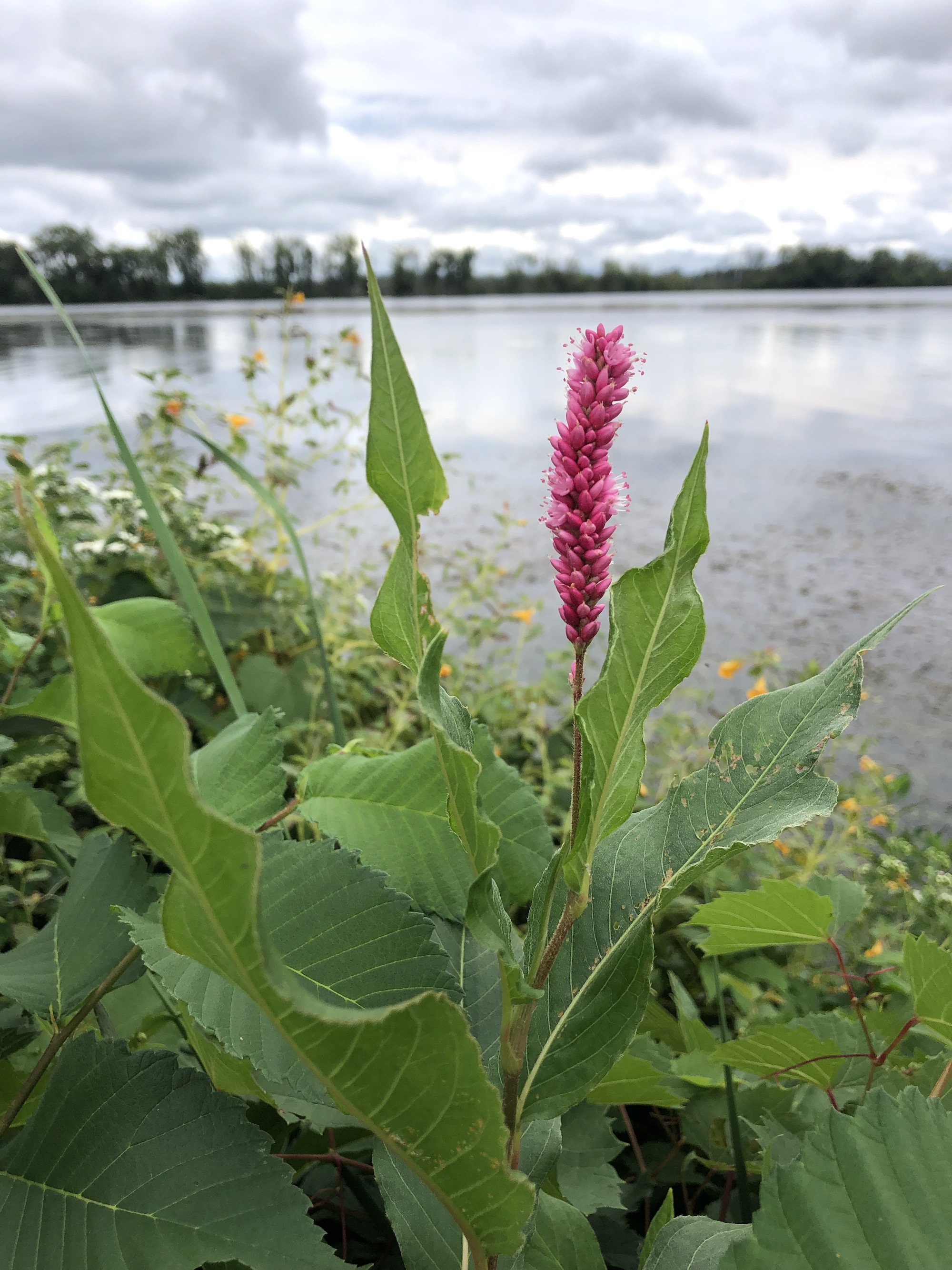 Swamp Smartweed on the shore of Lake Wingra in Vilas Park in Madison, Wisconsin on September 4, 2021.