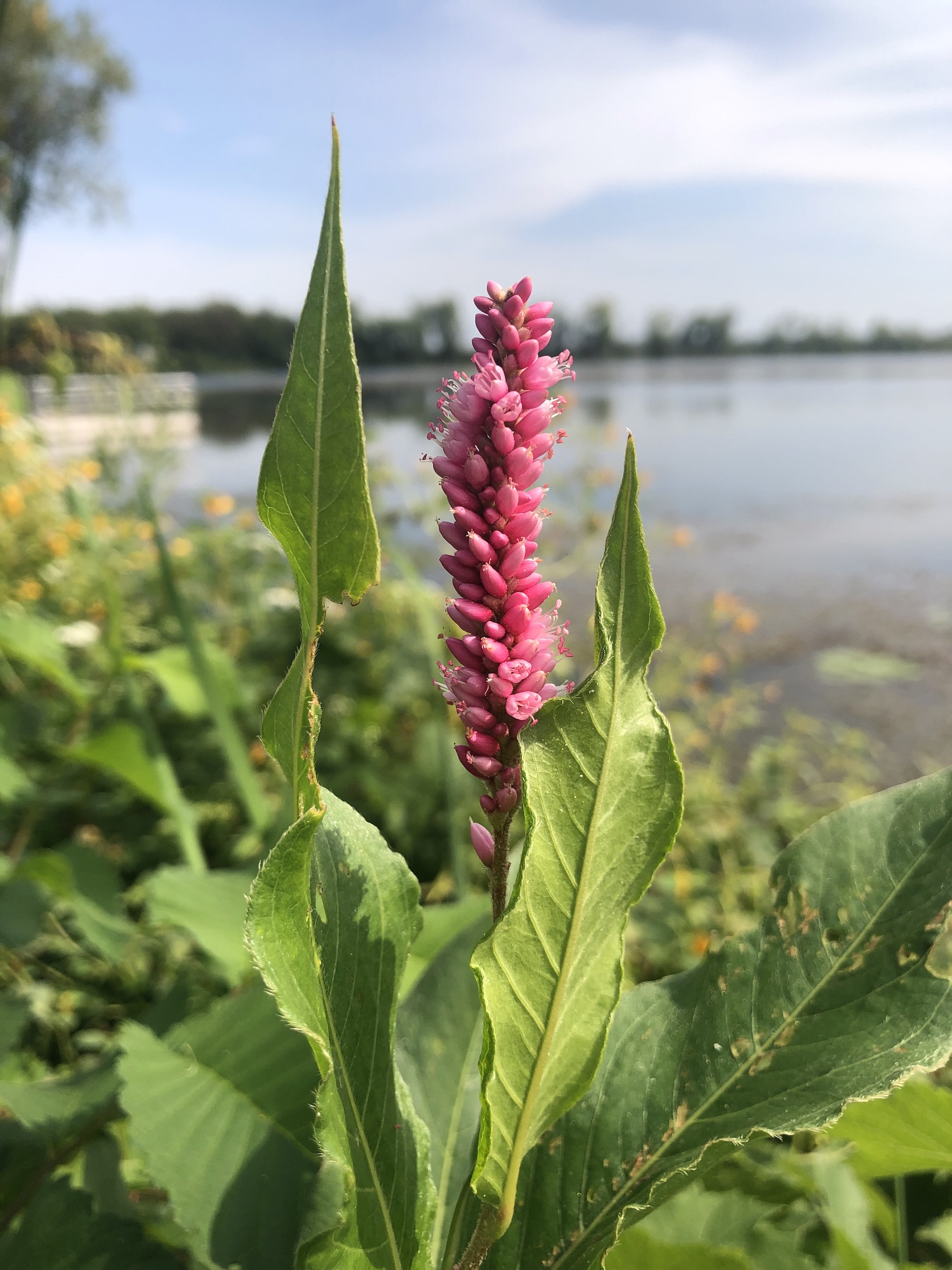 Swamp Smartweed on the shore of Lake Wingra in Vilas Park in Madison, Wisconsin on September 2, 2021.