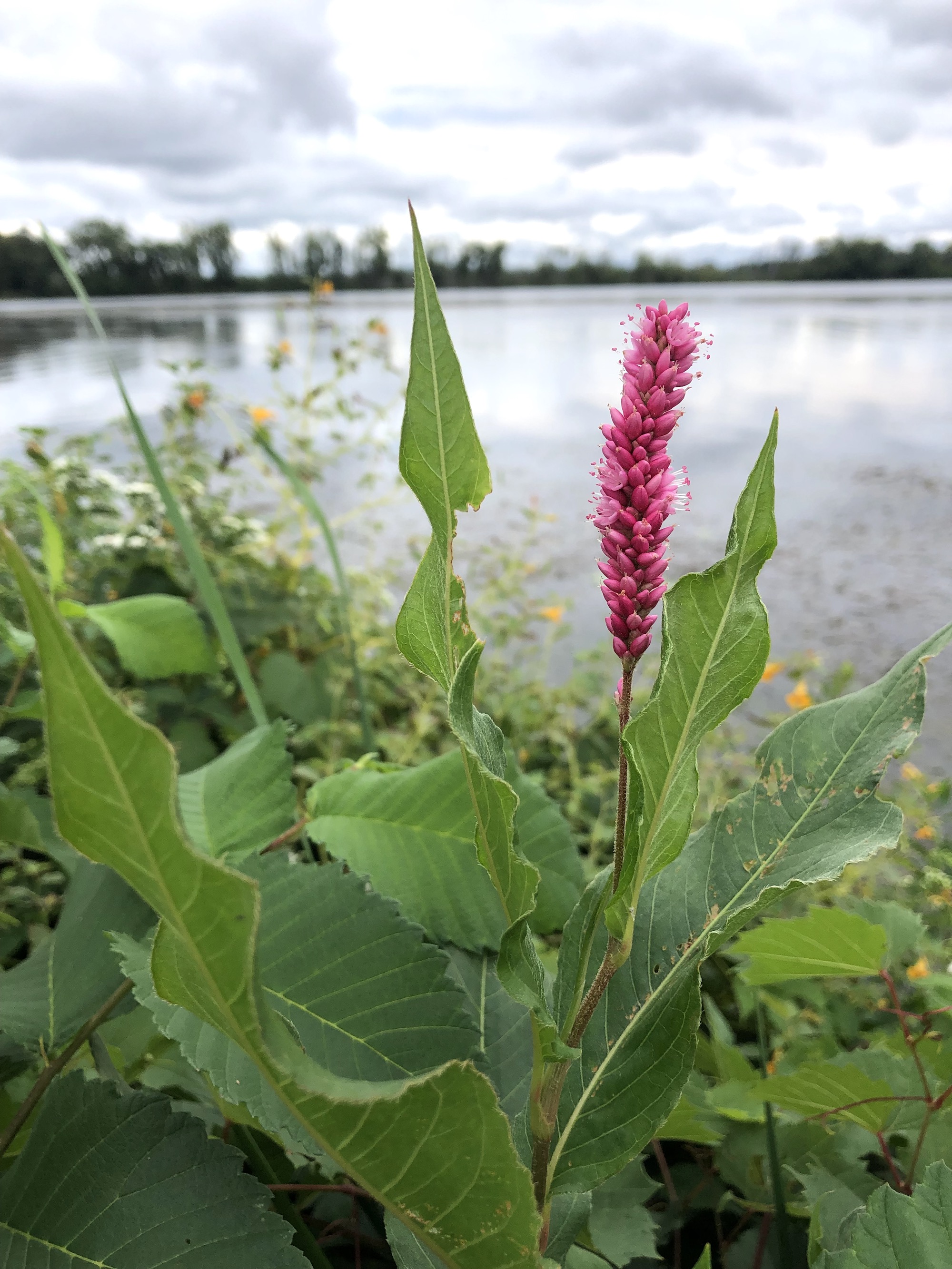 Swamp Smartweed on the shore of Lake Wingra in Vilas Park in Madison, Wisconsin on September 4, 2021.