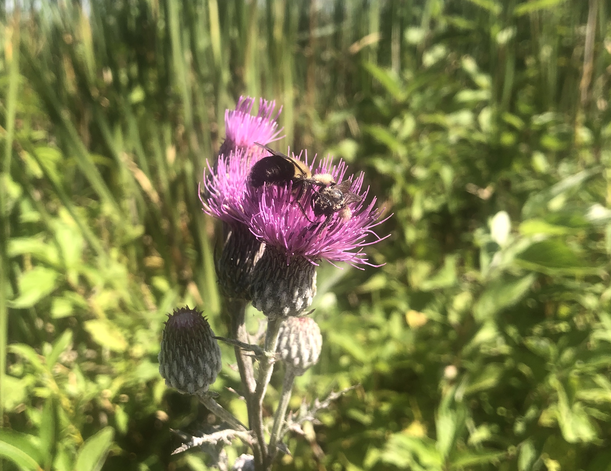 Bee on Swamp Thistle near cattails along shore of Lake Wingra along Arboretum Drive in Madison, Wisconsin on August 17, 2022.