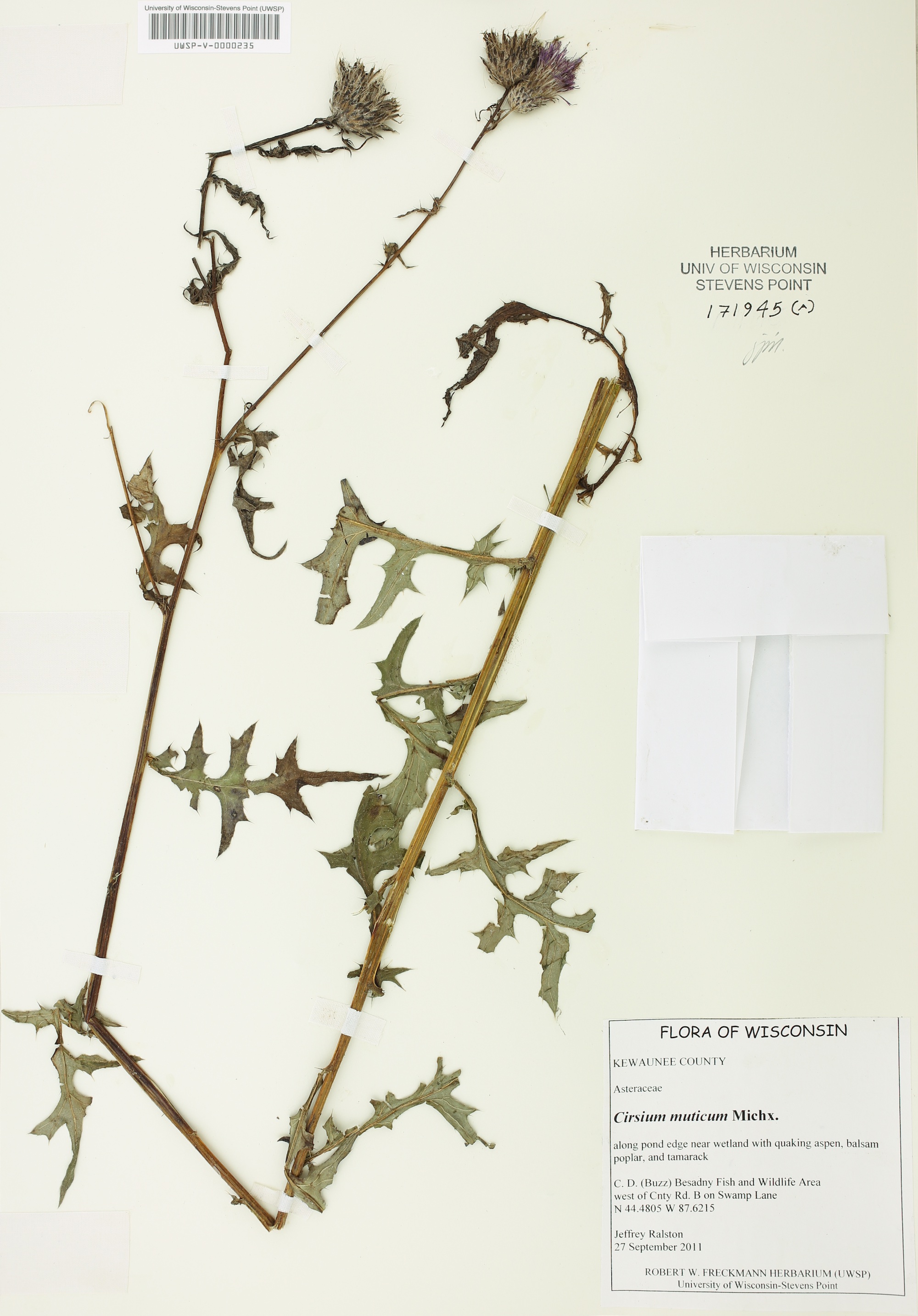 Swamp Thistle (Cirsium muticum) specimen collected in Kewaunee County, Wisconsin on September 27, 2011.