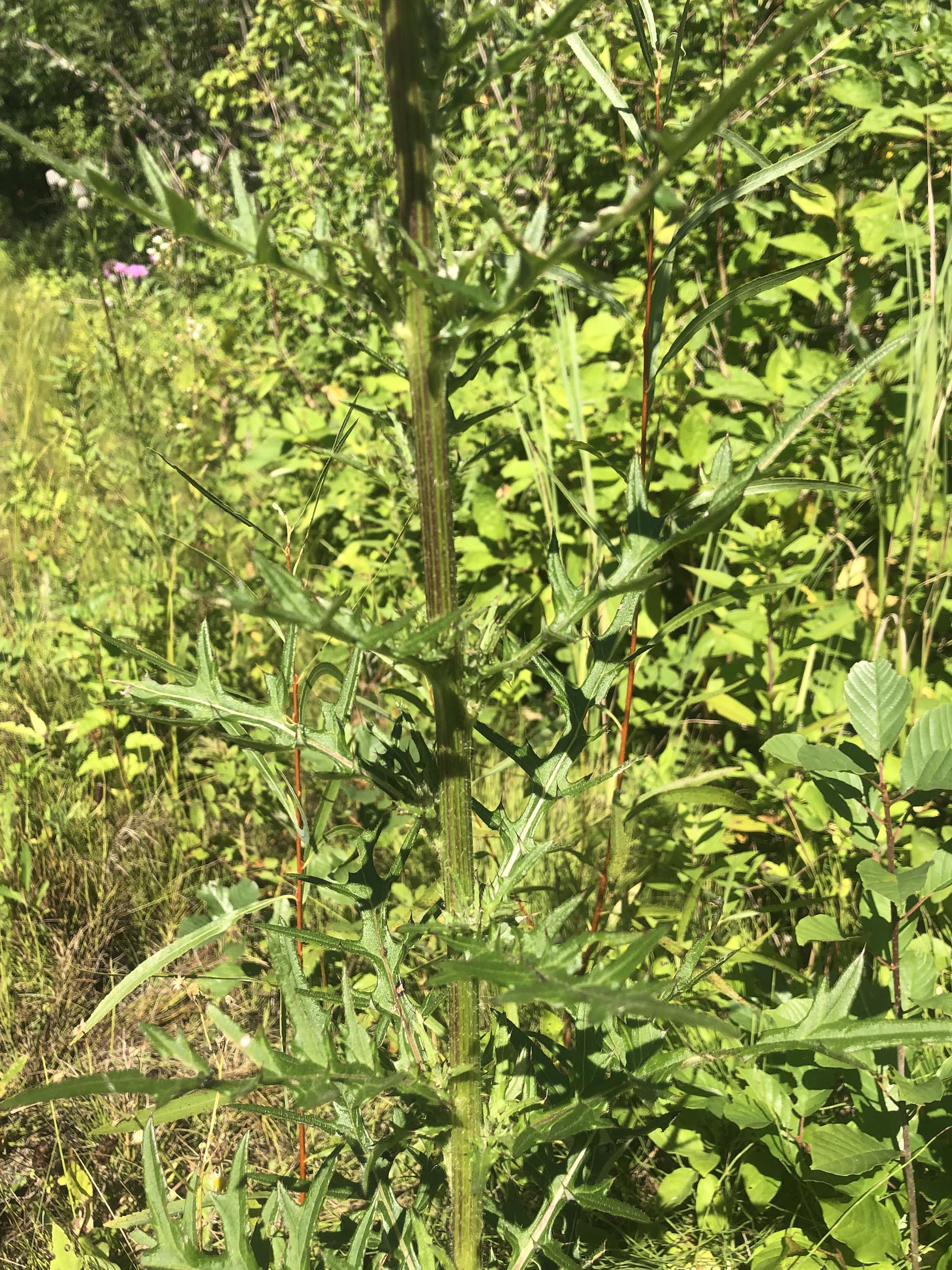 Swamp Thistle near cattails along shore of Lake Wingra along Arboretum Drive in Madison, Wisconsin on August 17, 2022.