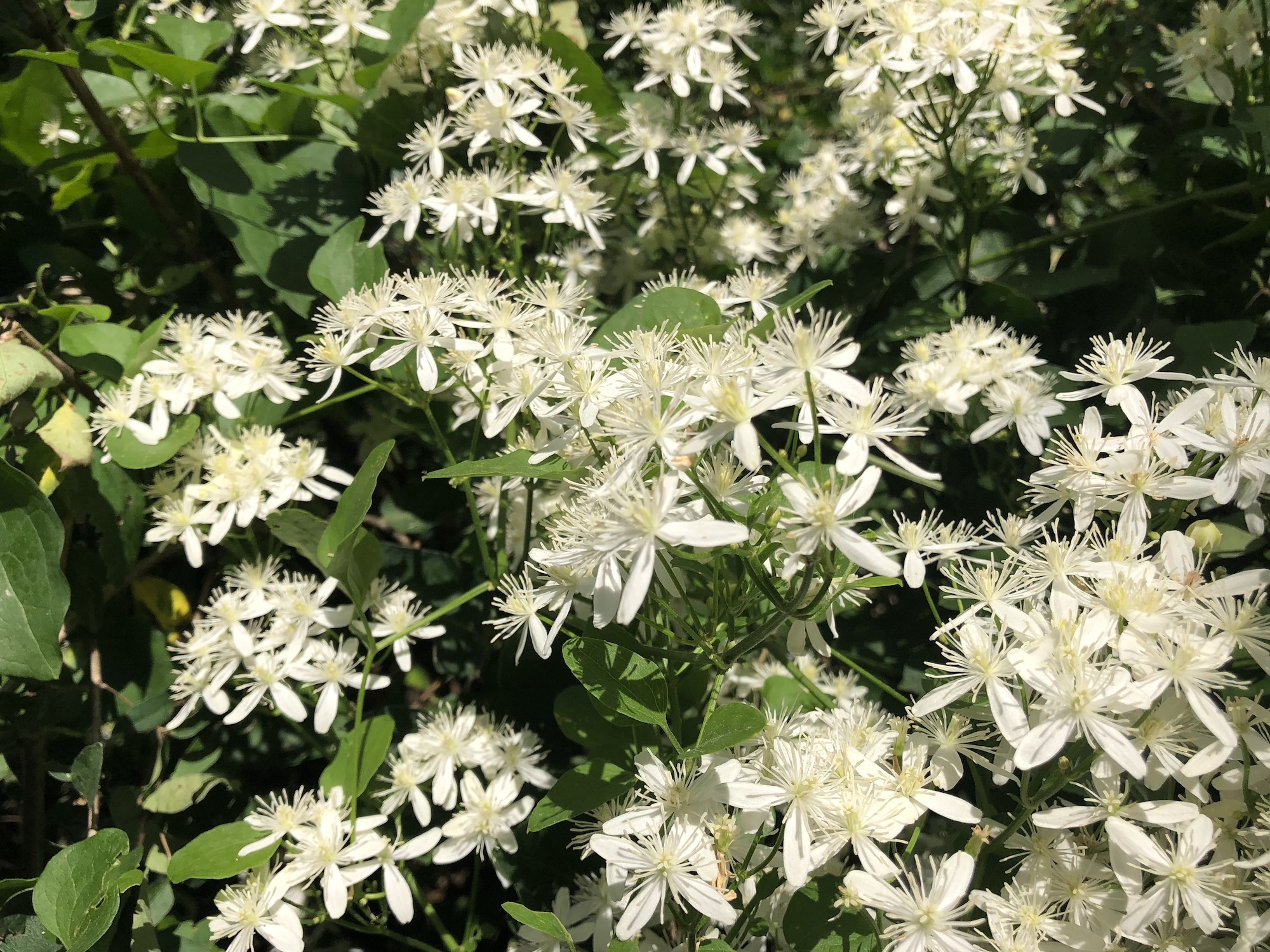 Sweet Autumn Clematis along bike path behind Gregory Street in Madison, Wisconsin on September 12, 2018.
