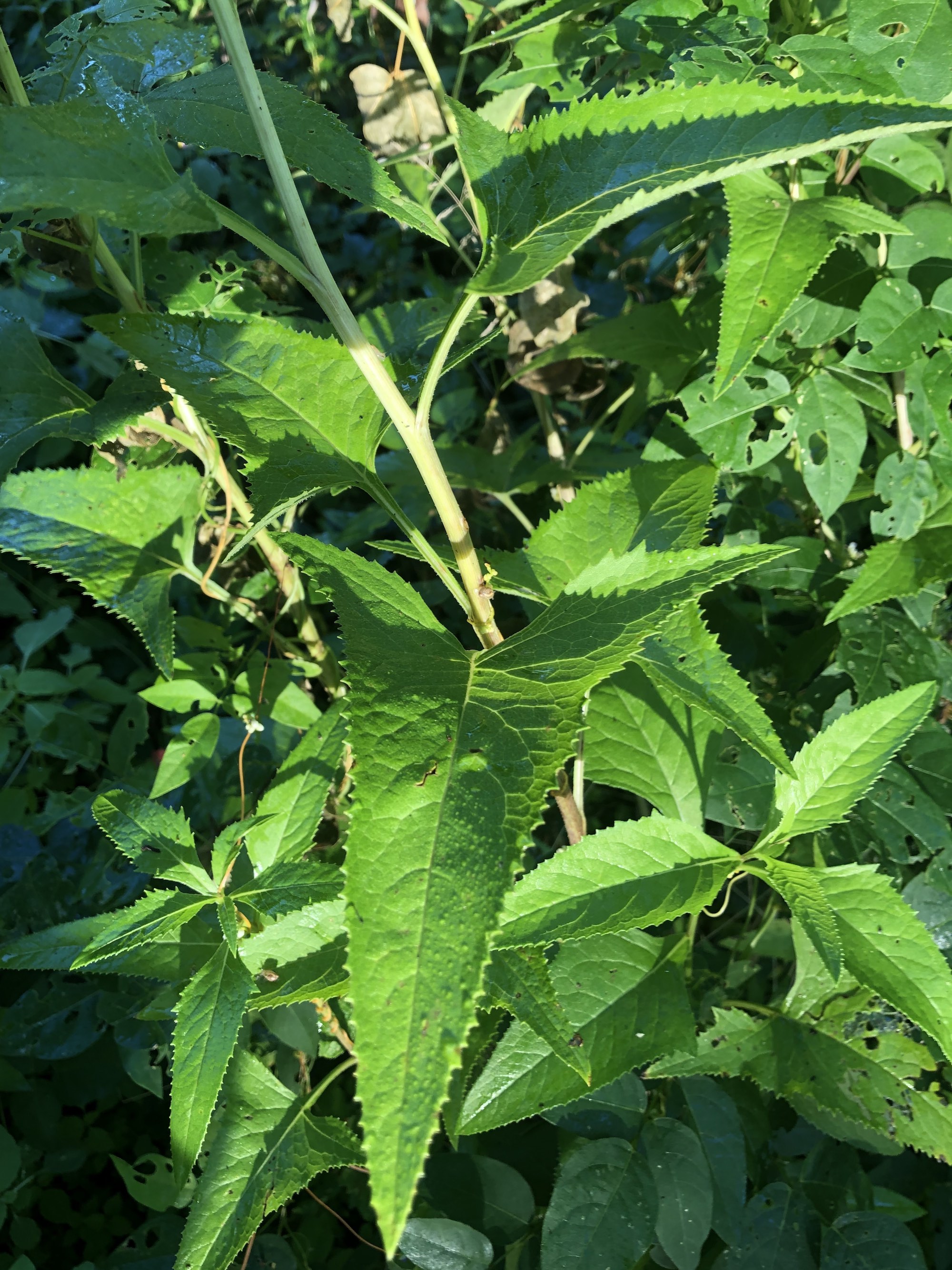 Sweet Indian Plantain lower pear-shaped leaves by Council Ring Spring and along Ho Nee Um boardwalk in Madison, Wisconsin on August 12, 2020.