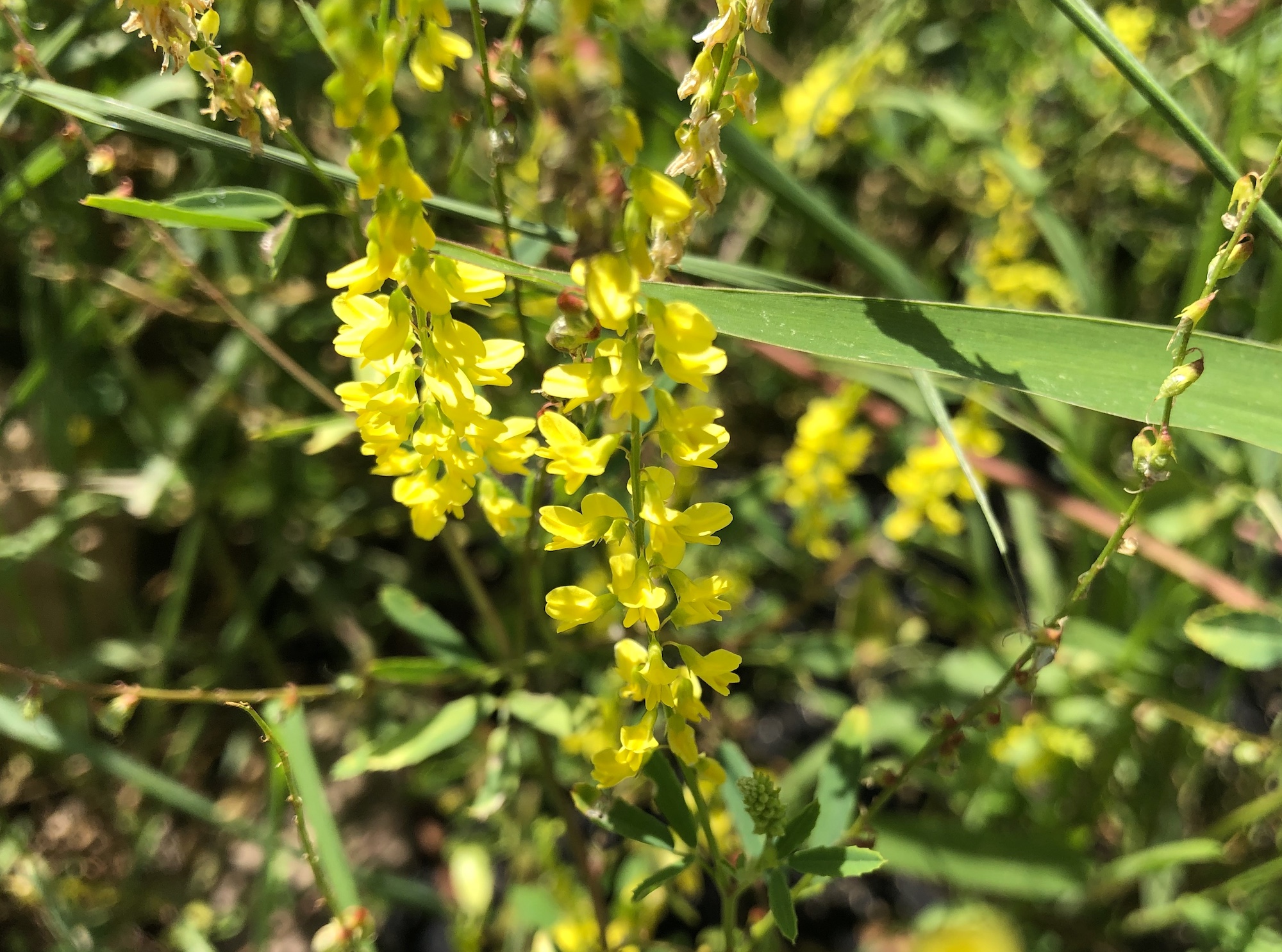 Yellow Sweet Clover by Lake Wingra at Wingra Boats in Madison, Wisconsin on July 10, 2019.