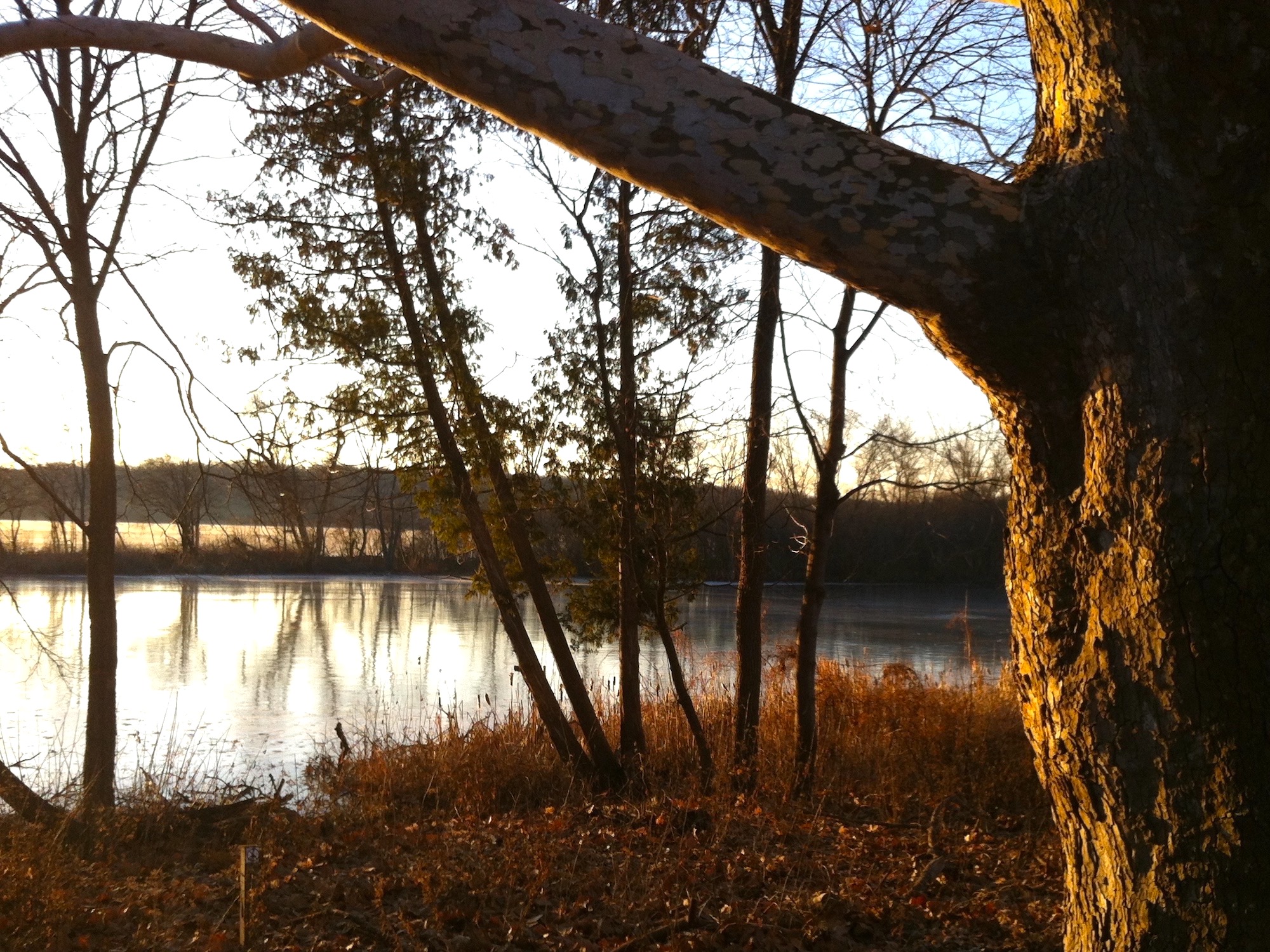 Sycamore tree between Ho-Nee-Um Pond and Arbor Drive on north shore of Lake Wingra on January 2, 2015.